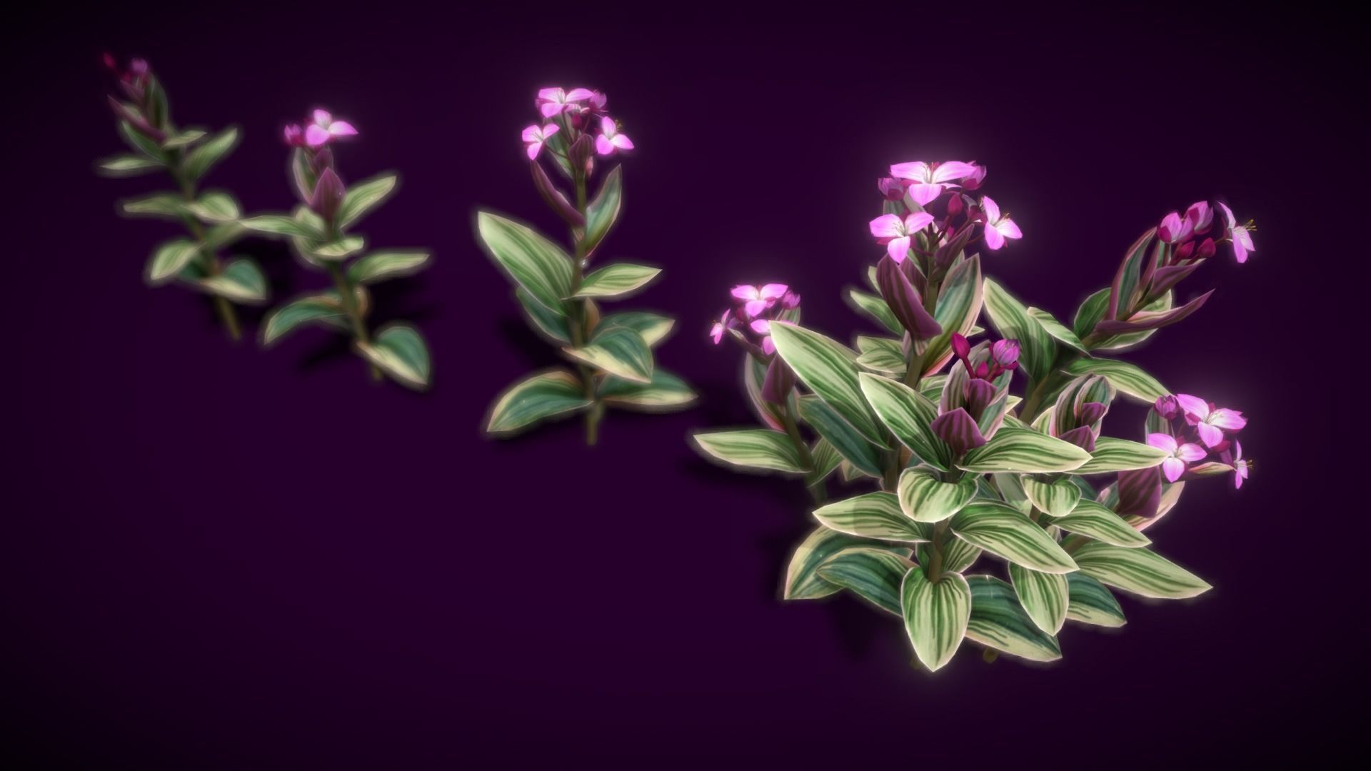 Flower Tradescantia Nanouk Low-poly 3D model_9