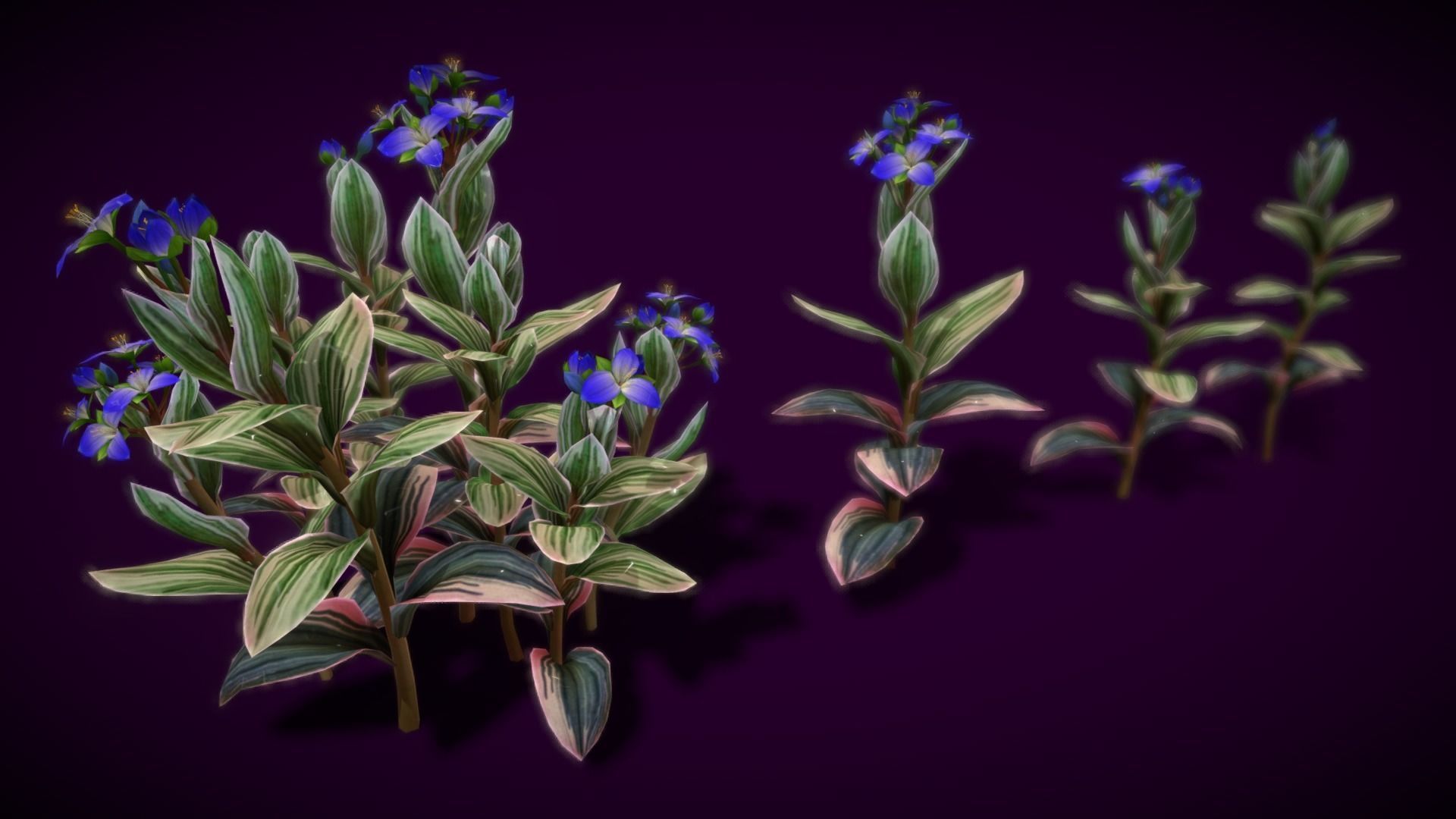 Flower Tradescantia Nanouk Low-poly 3D model_6