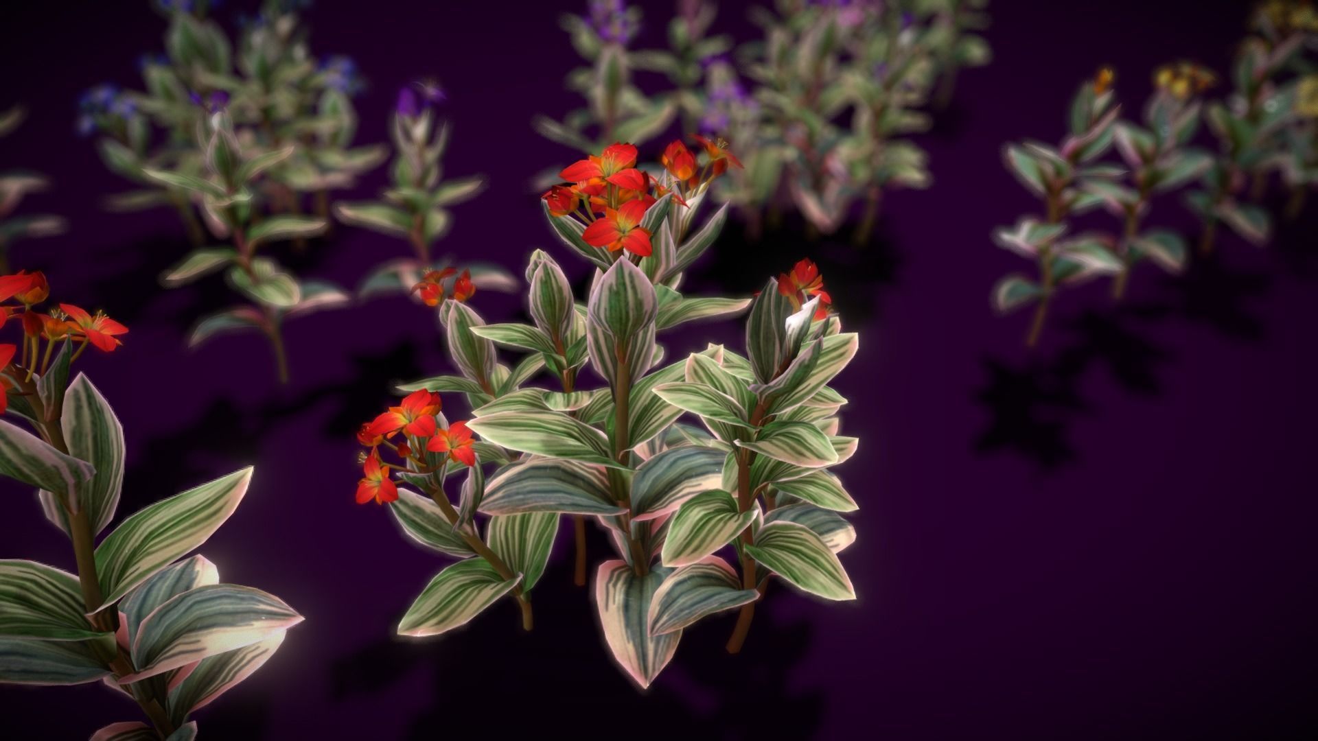 Flower Tradescantia Nanouk Low-poly 3D model_10