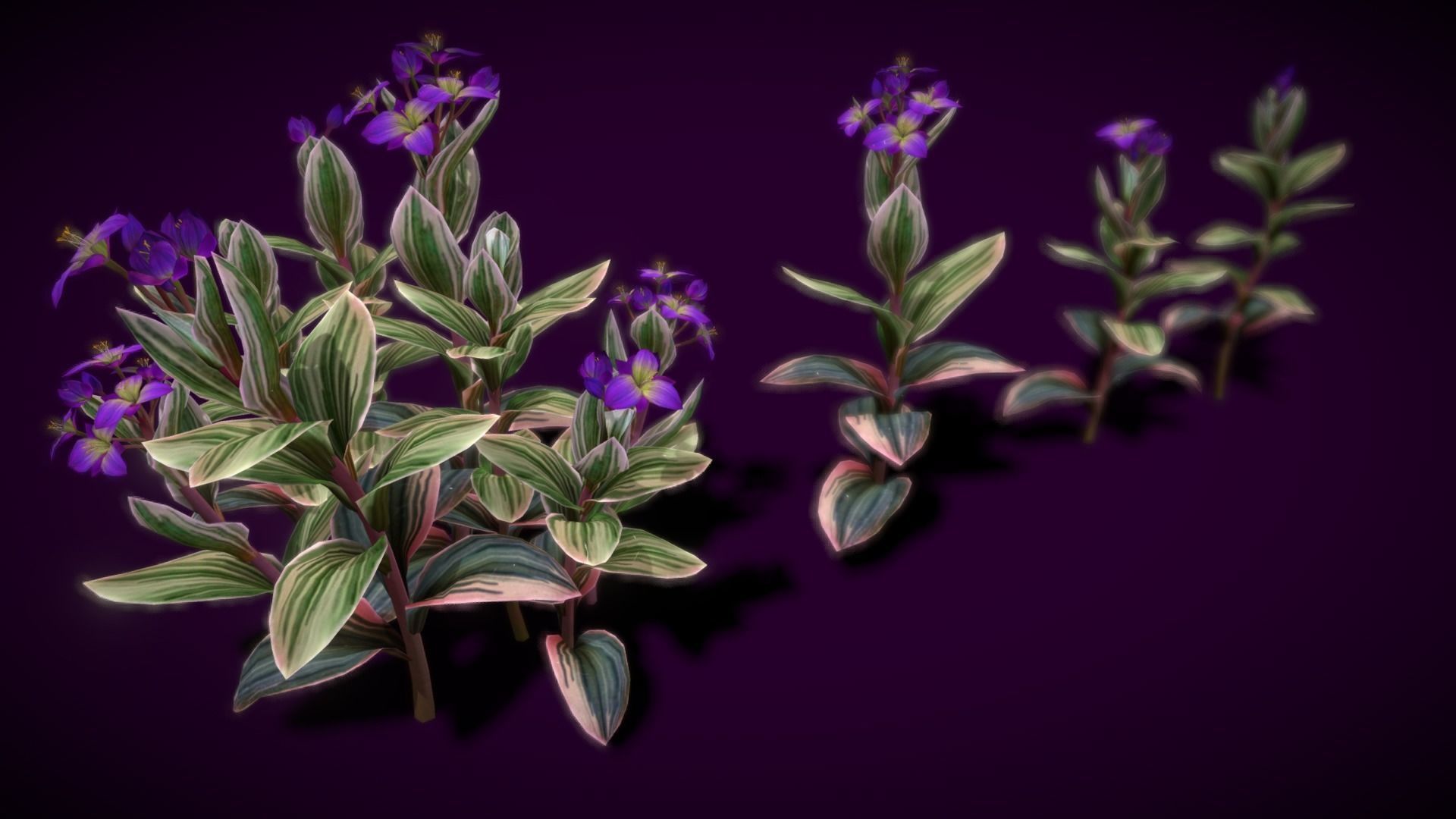 Flower Tradescantia Nanouk Low-poly 3D model_15