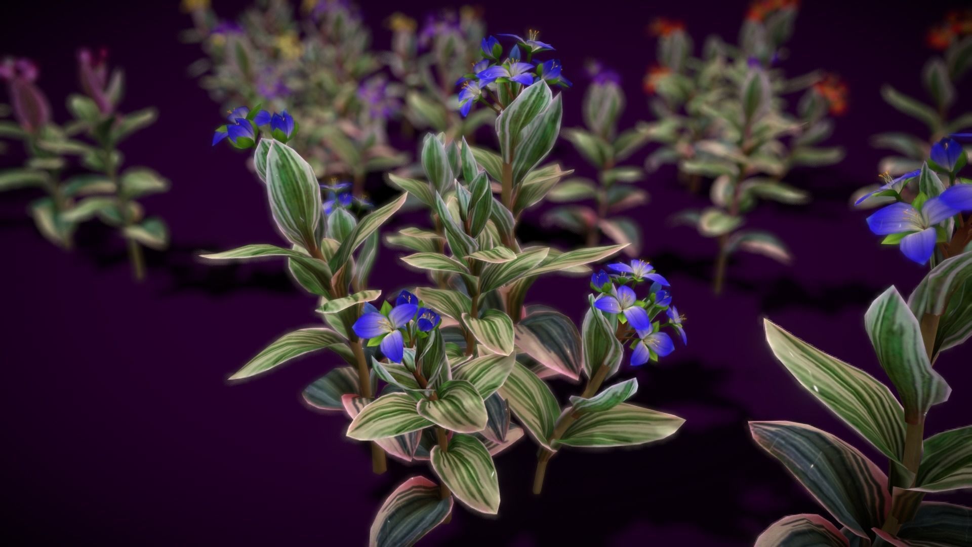 Flower Tradescantia Nanouk Low-poly 3D model_11