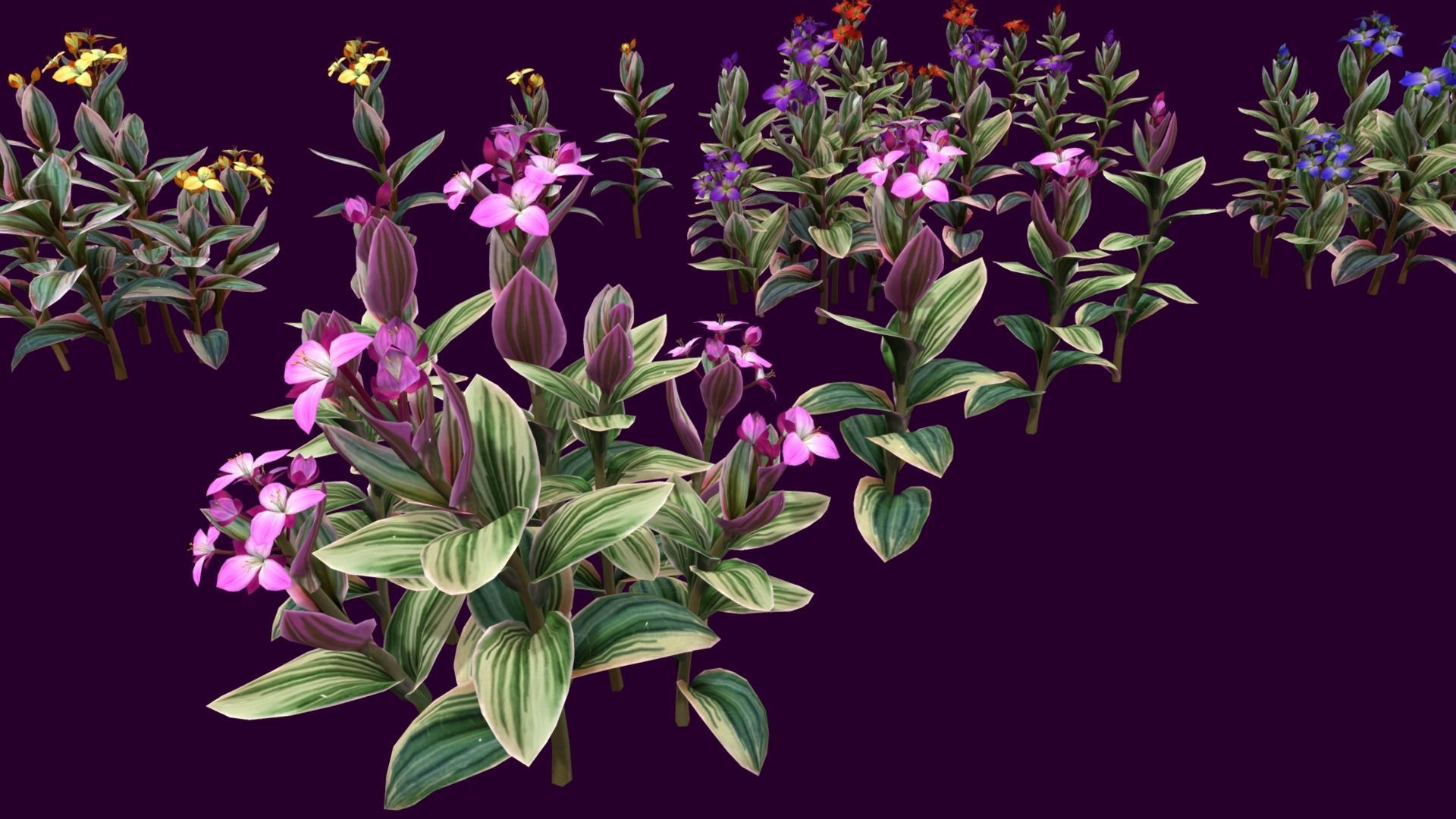 Flower Tradescantia Nanouk Low-poly 3D model_1