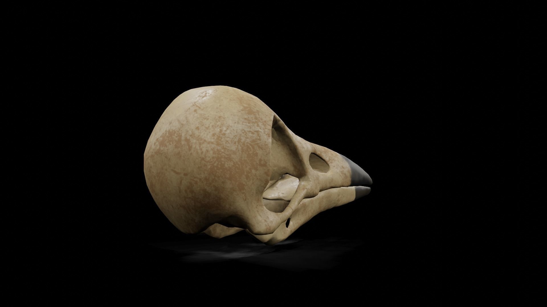 Crow low poly game ready skull Low-poly 3D model_5