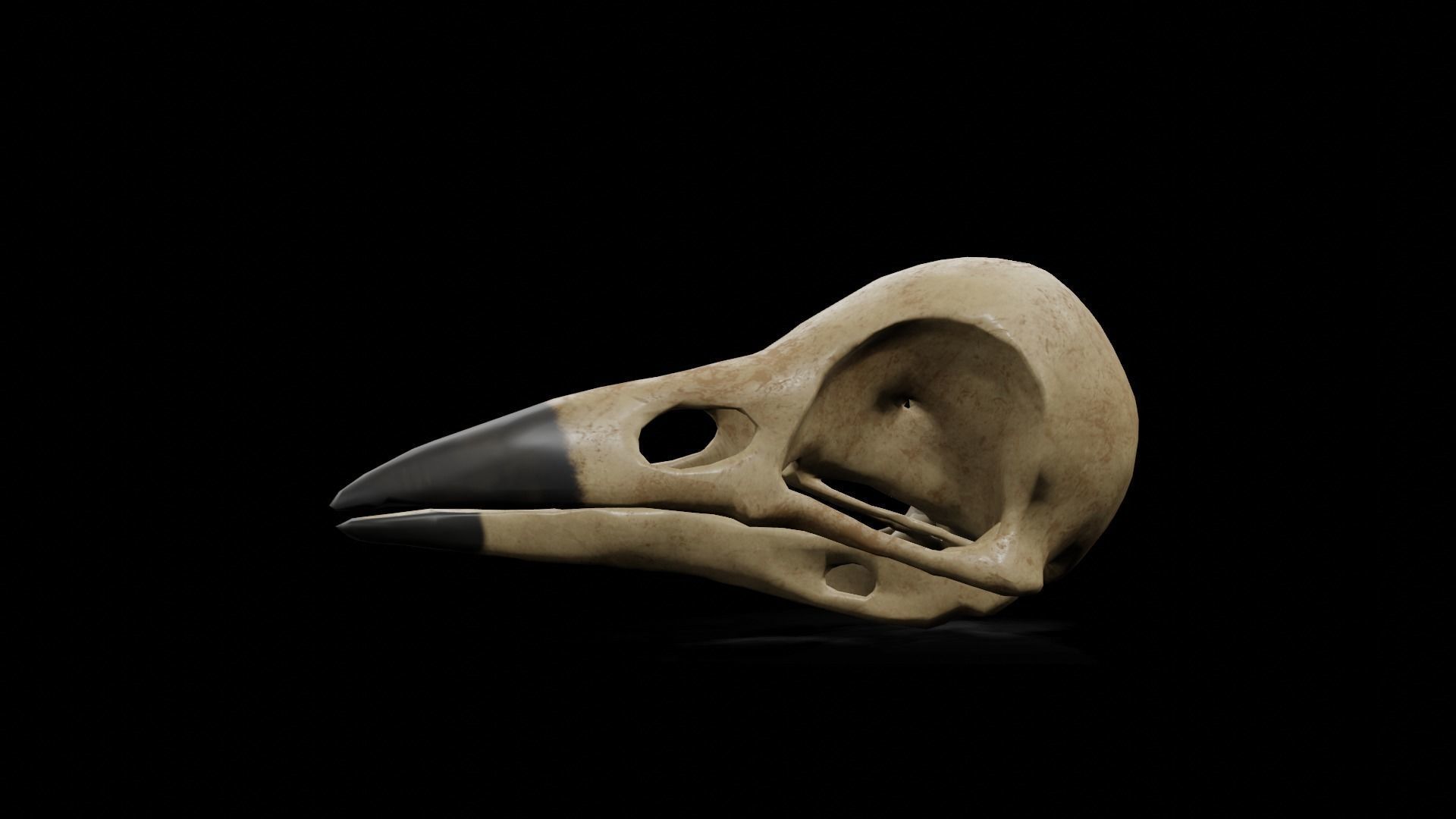 Crow low poly game ready skull Low-poly 3D model_16