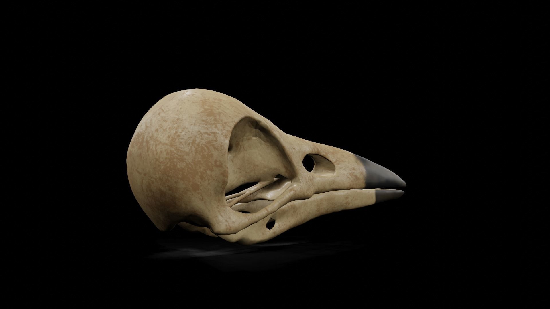 Crow low poly game ready skull Low-poly 3D model_3