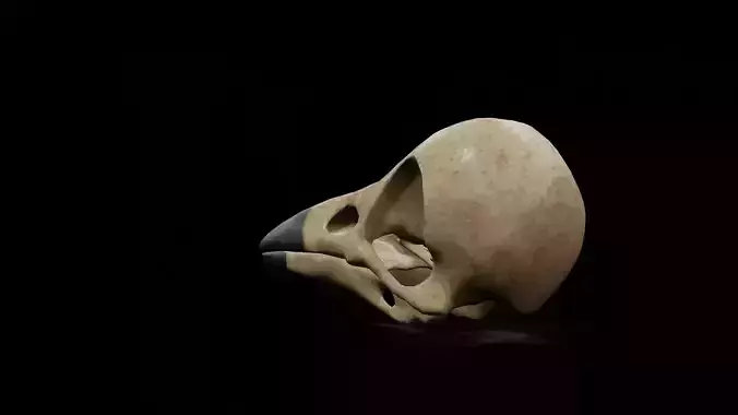 Crow low poly game ready skull Low-poly 3D model