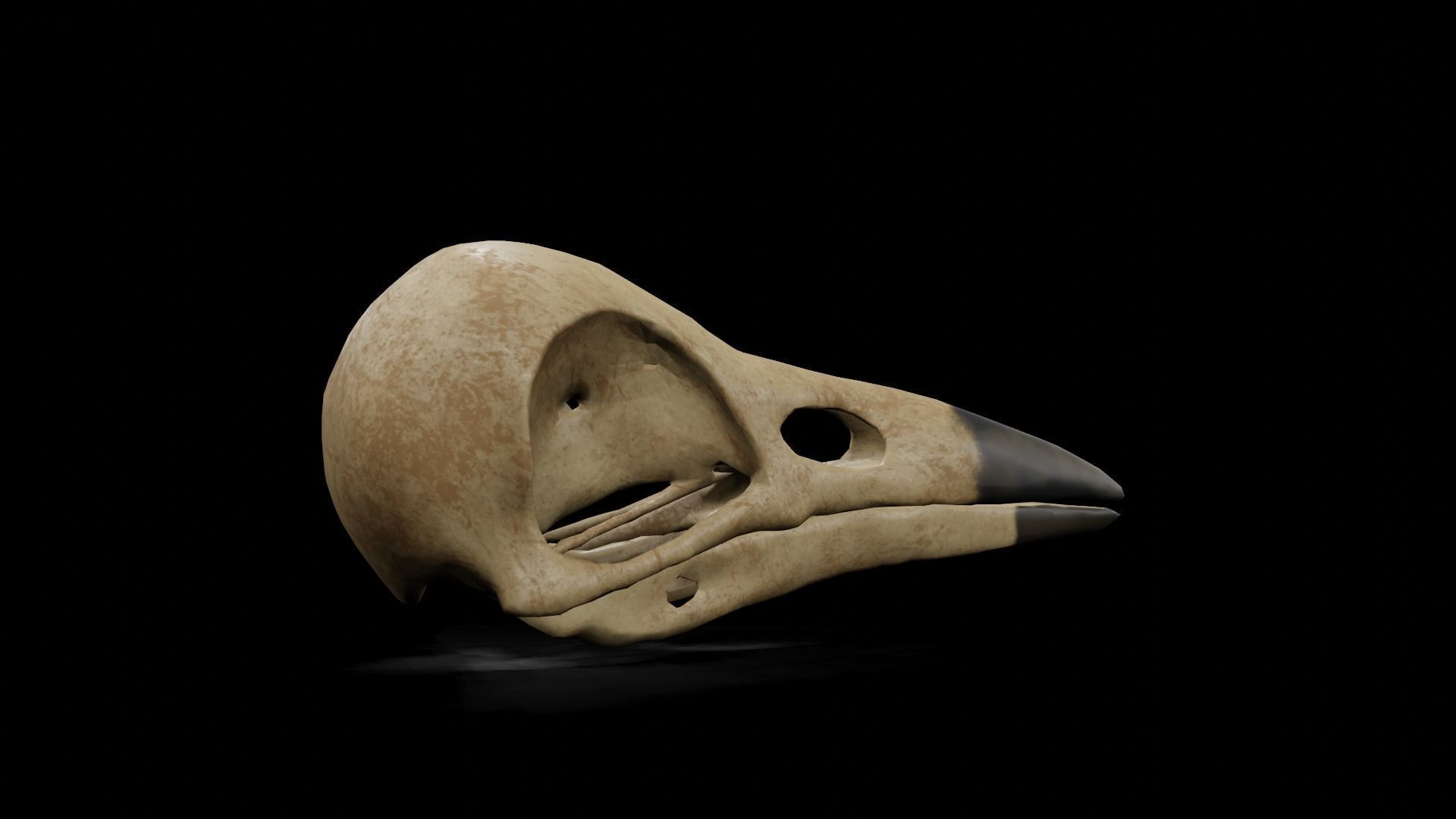 Crow low poly game ready skull Low-poly 3D model_4