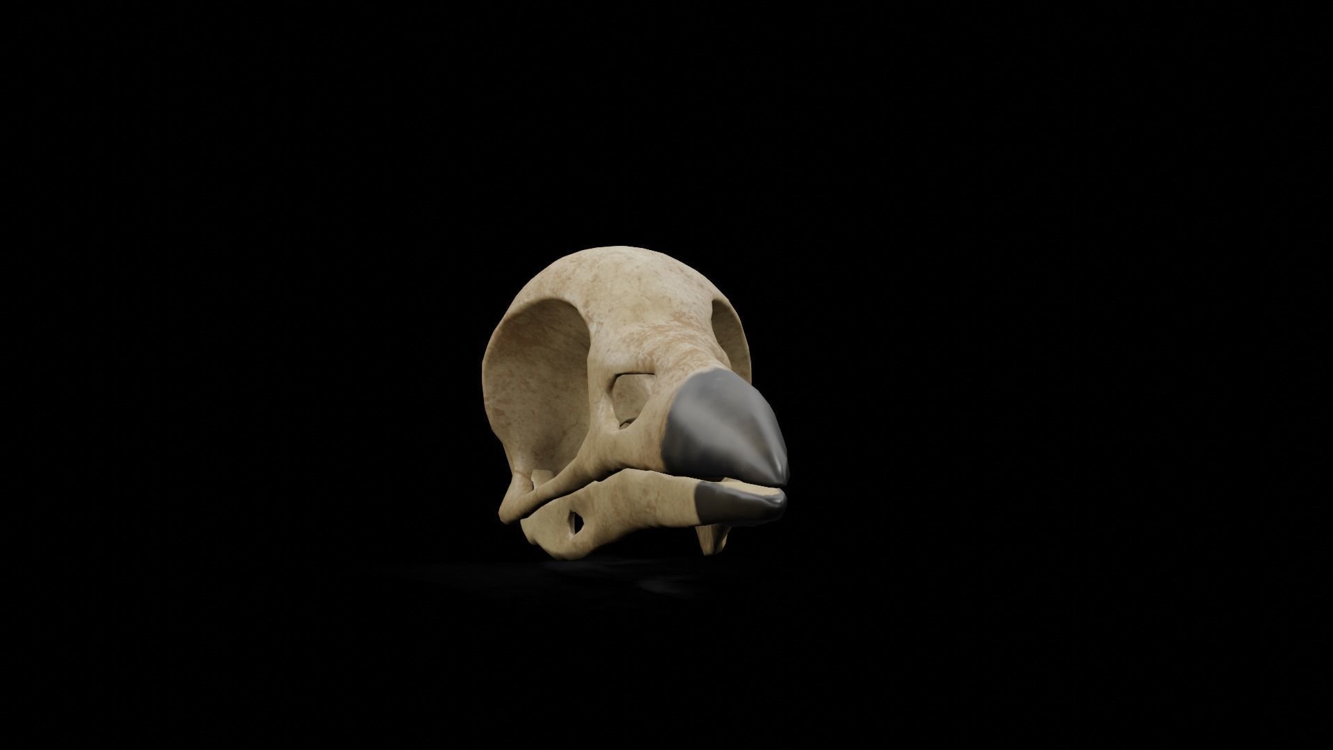 Crow low poly game ready skull Low-poly 3D model_7