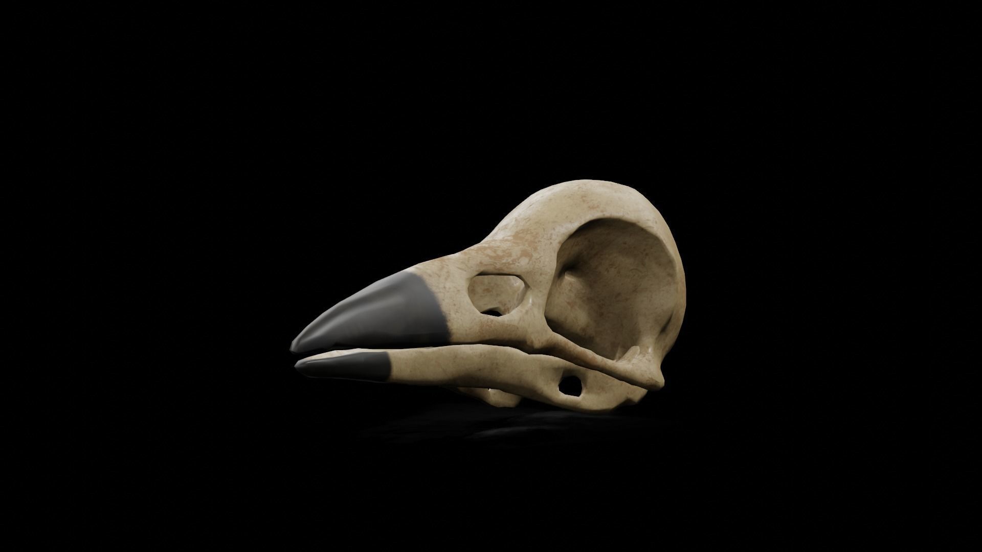 Crow low poly game ready skull Low-poly 3D model_15