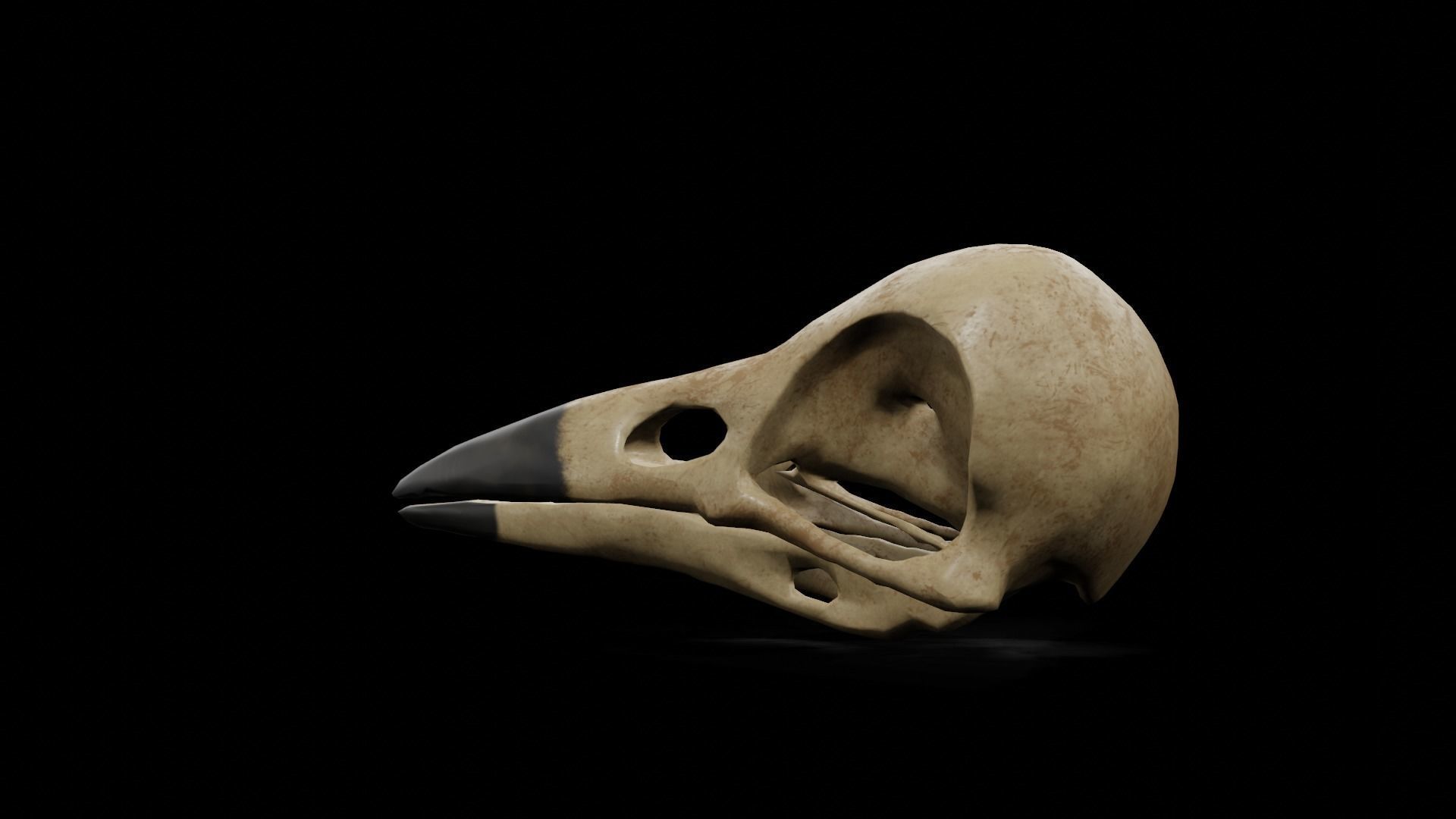 Crow low poly game ready skull Low-poly 3D model_18