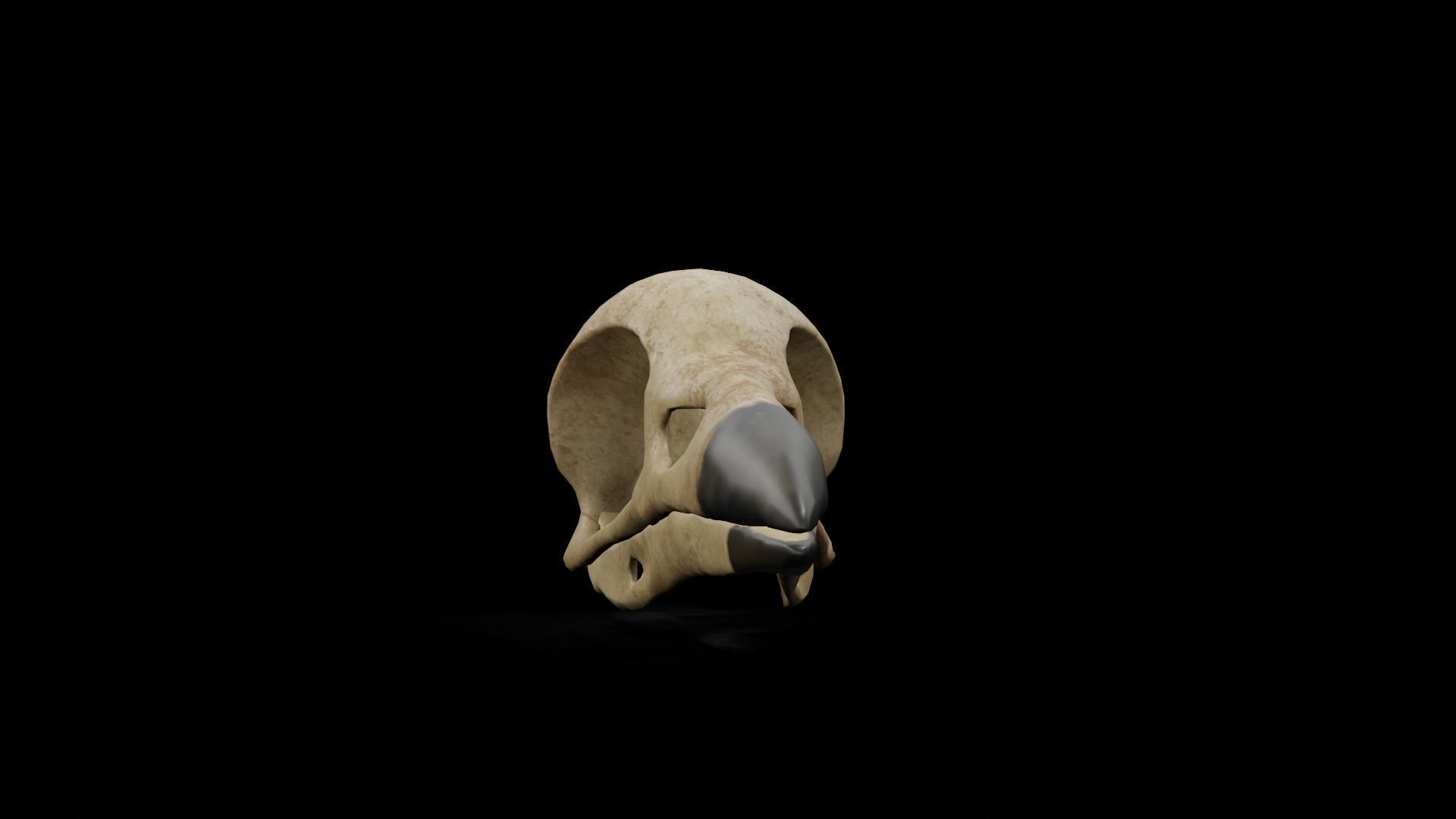 Crow low poly game ready skull Low-poly 3D model_19
