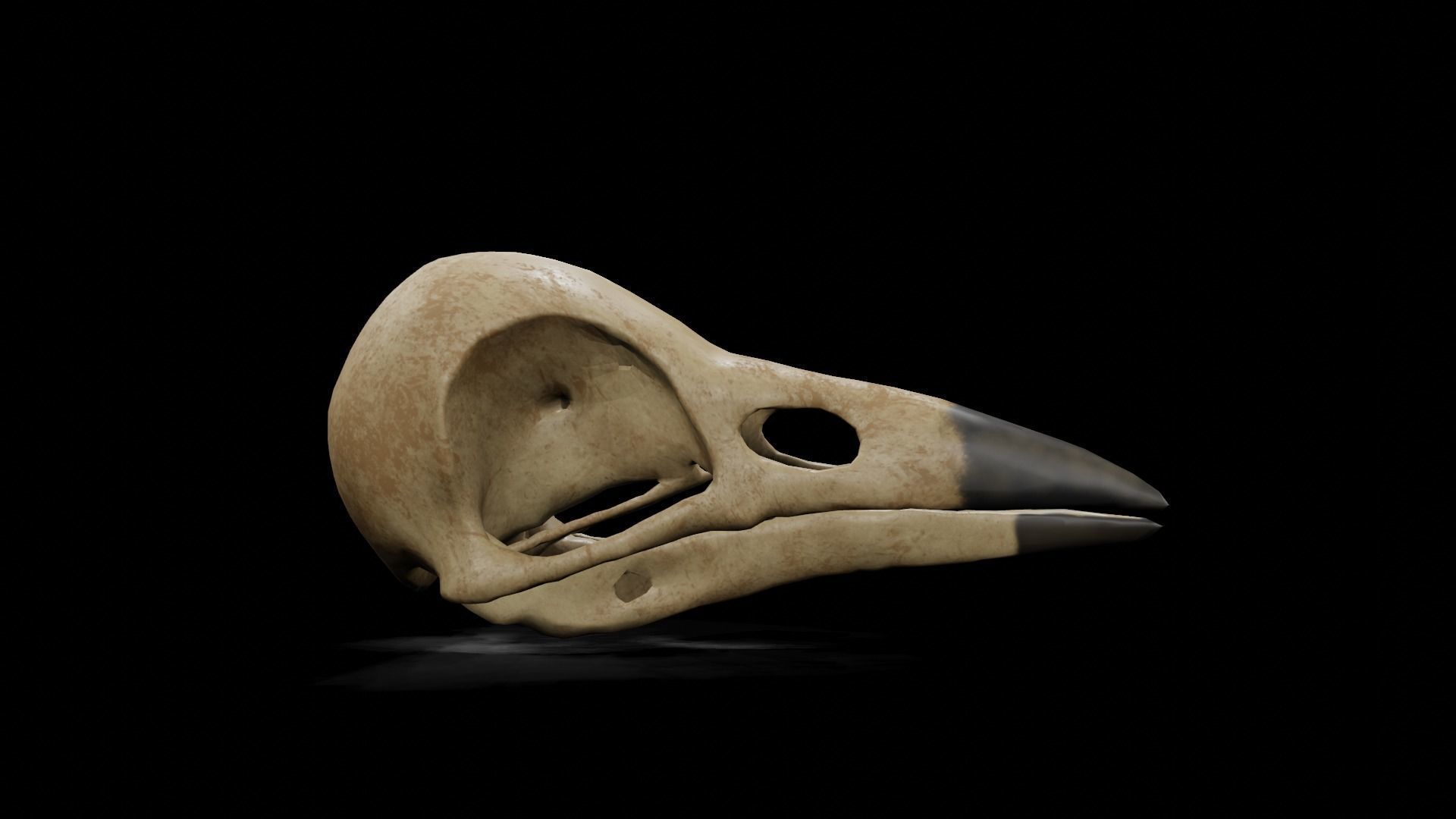 Crow low poly game ready skull Low-poly 3D model_6