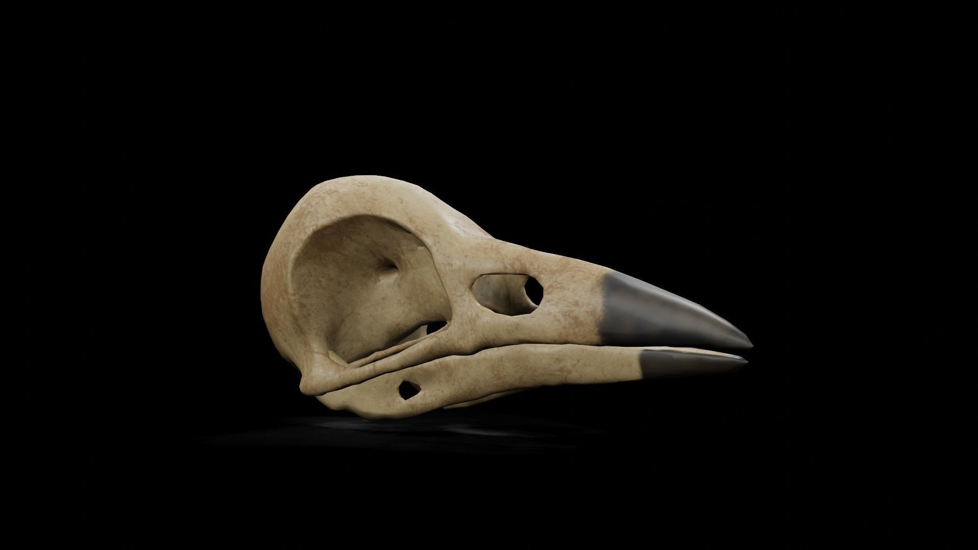 Crow low poly game ready skull Low-poly 3D model_2