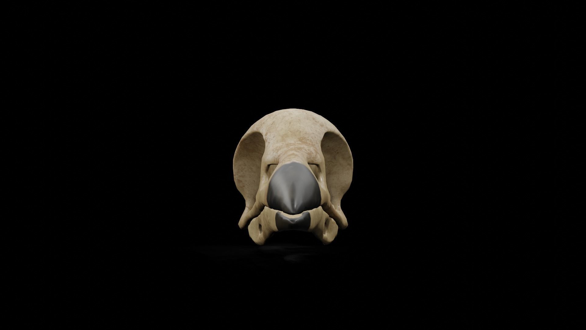 Crow low poly game ready skull Low-poly 3D model_13