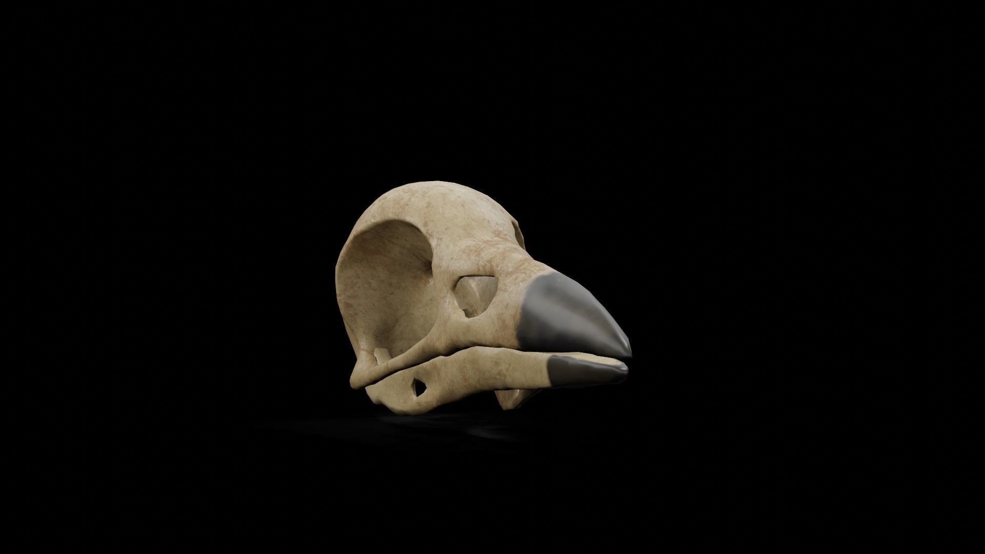 Crow low poly game ready skull Low-poly 3D model_8