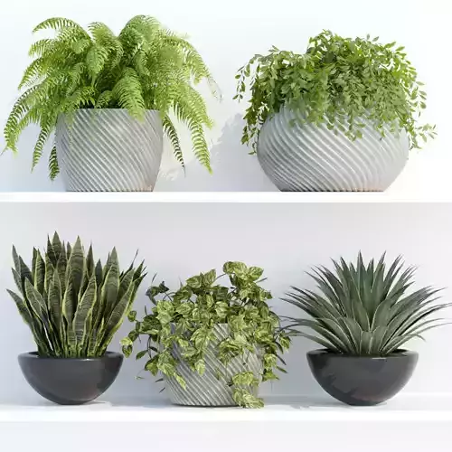 indoor plants on shelf collection vol 96