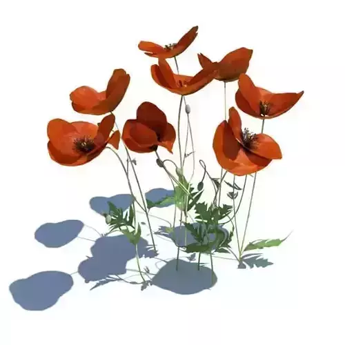 Thin Red Flowers 3D model