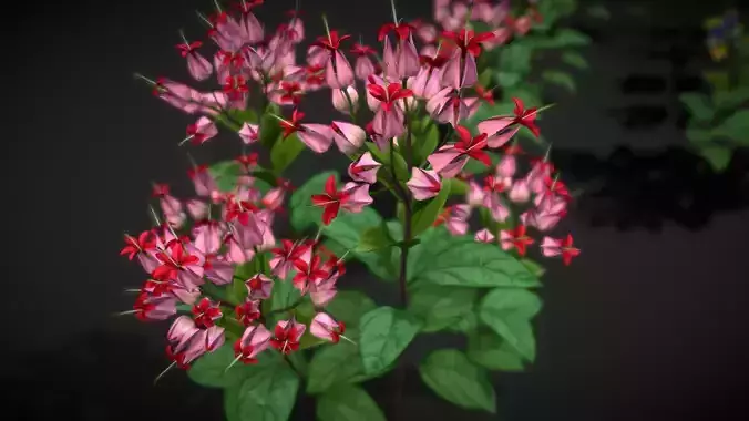 Flower Clerodendron Thomsonae