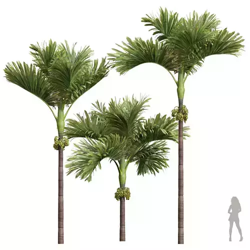 New Plant High detail Areca Catechu Decorative Garden Fruit 3D model