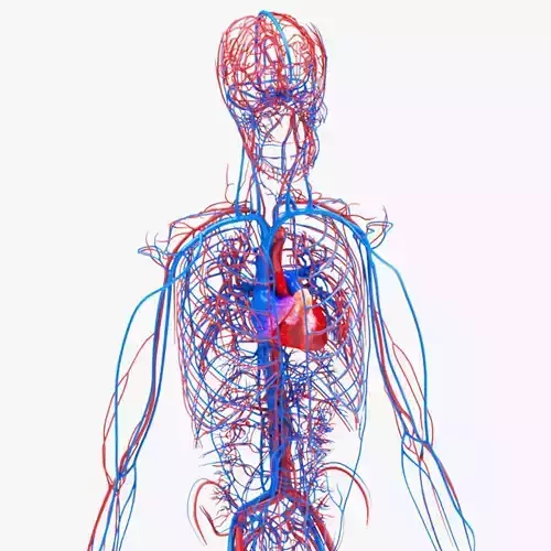 Human Circulatory System Low-poly 3D model