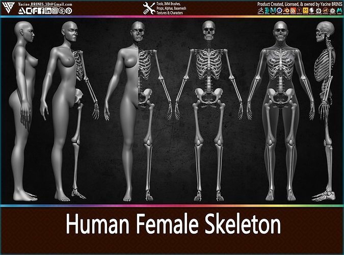 Highly Detailed Human Female Skeleton Low-poly 3D model