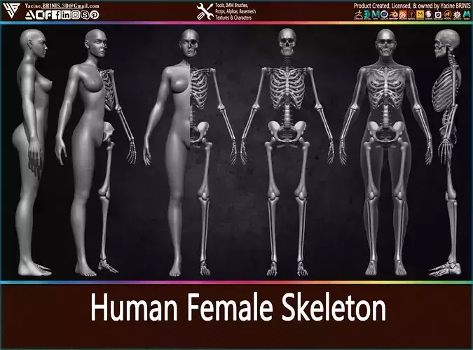 Highly Detailed Human Female Skeleton Low-poly 3D model