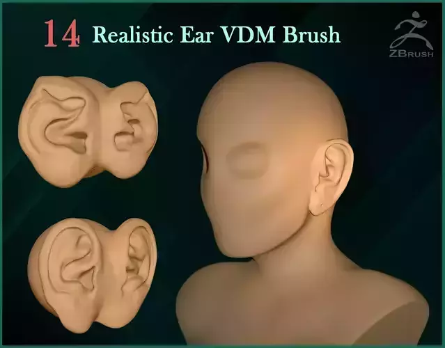 14 Realistic Humanoid Ear VDM Brush 3D model