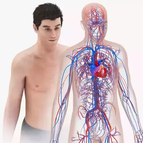Human Cardiovascular System with Body Low-poly 3D model