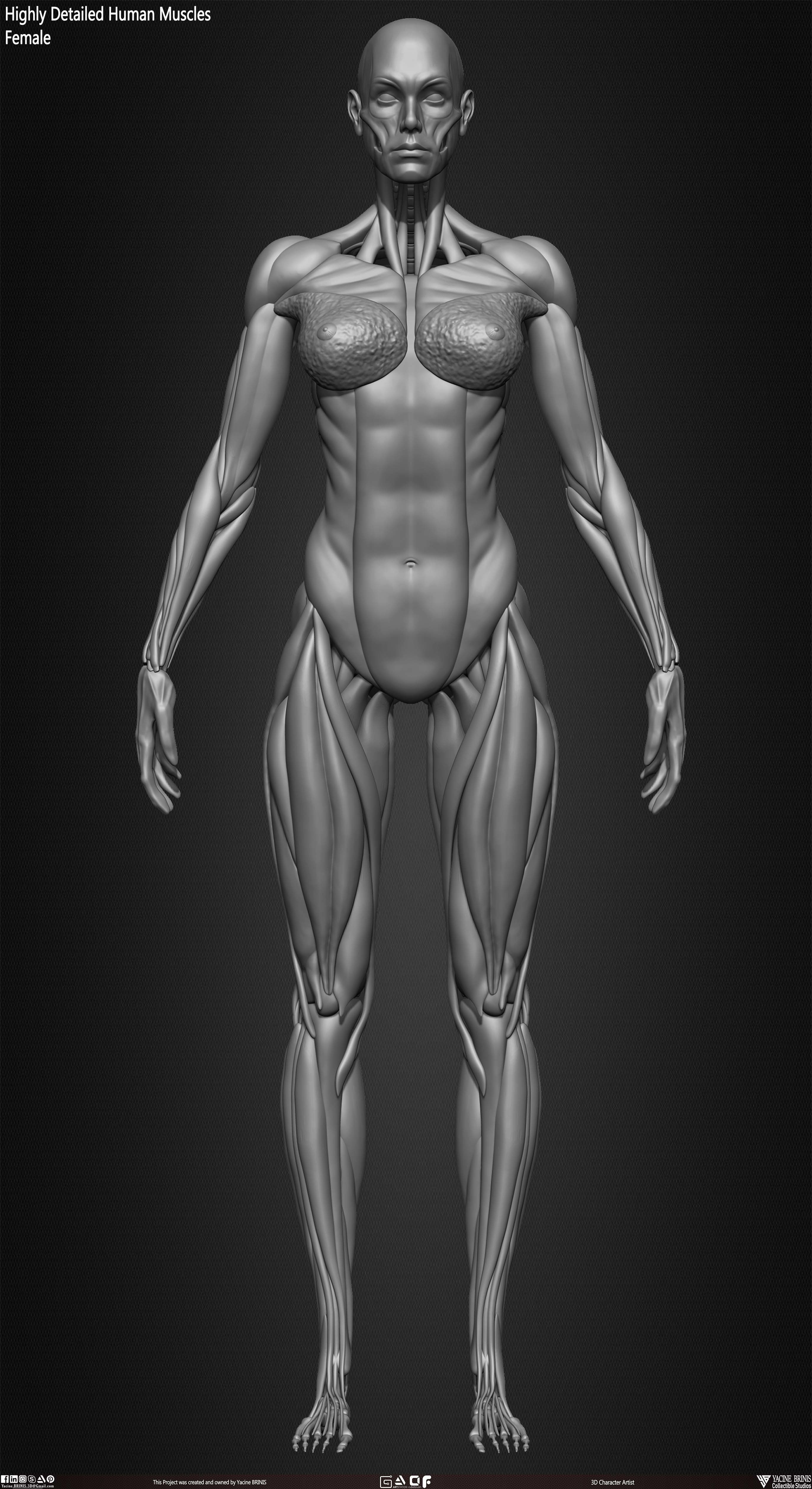 Highly Detailed Human Female Muscles Low-poly 3D model_19
