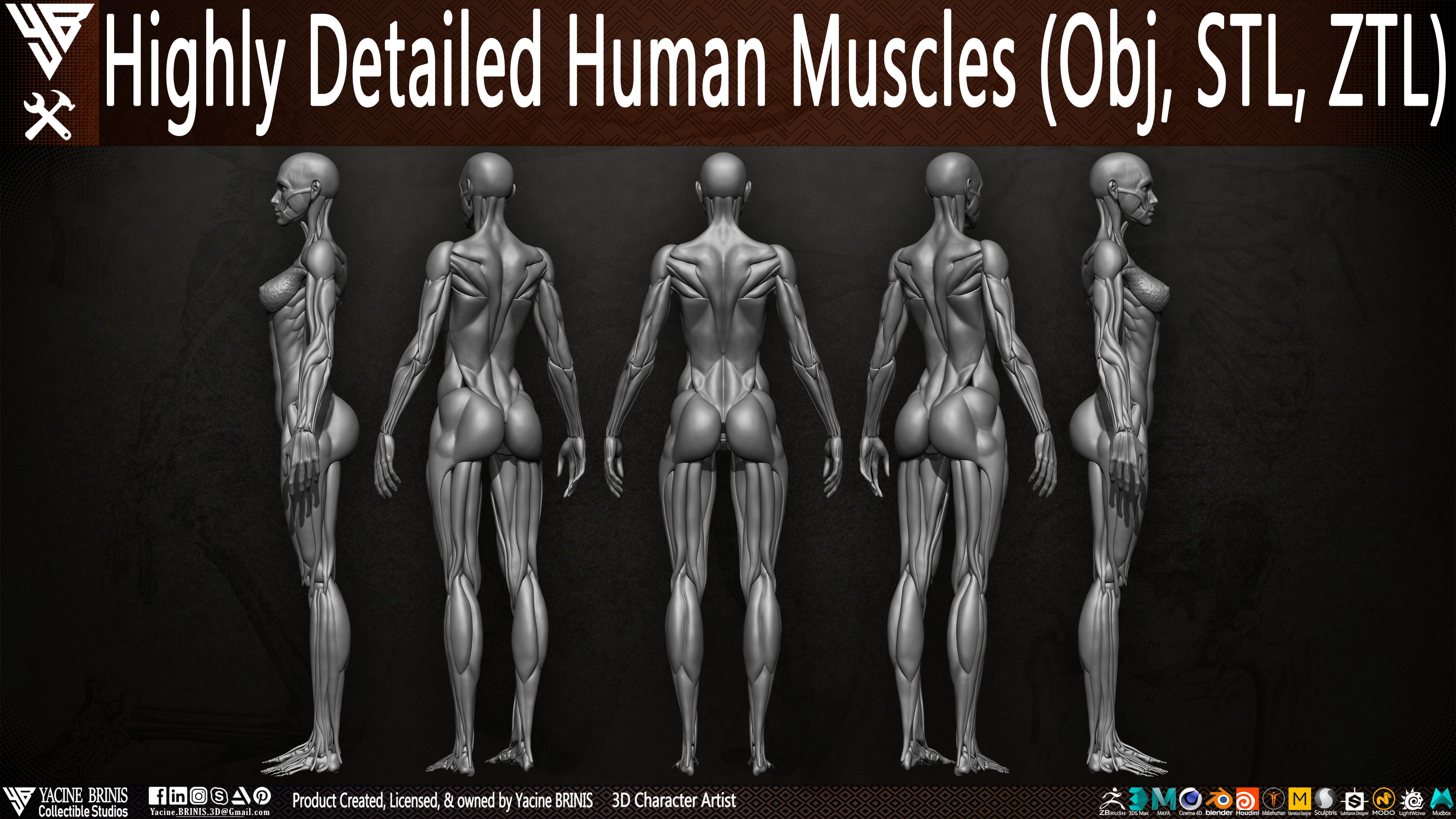 Highly Detailed Human Female Muscles Low-poly 3D model_5