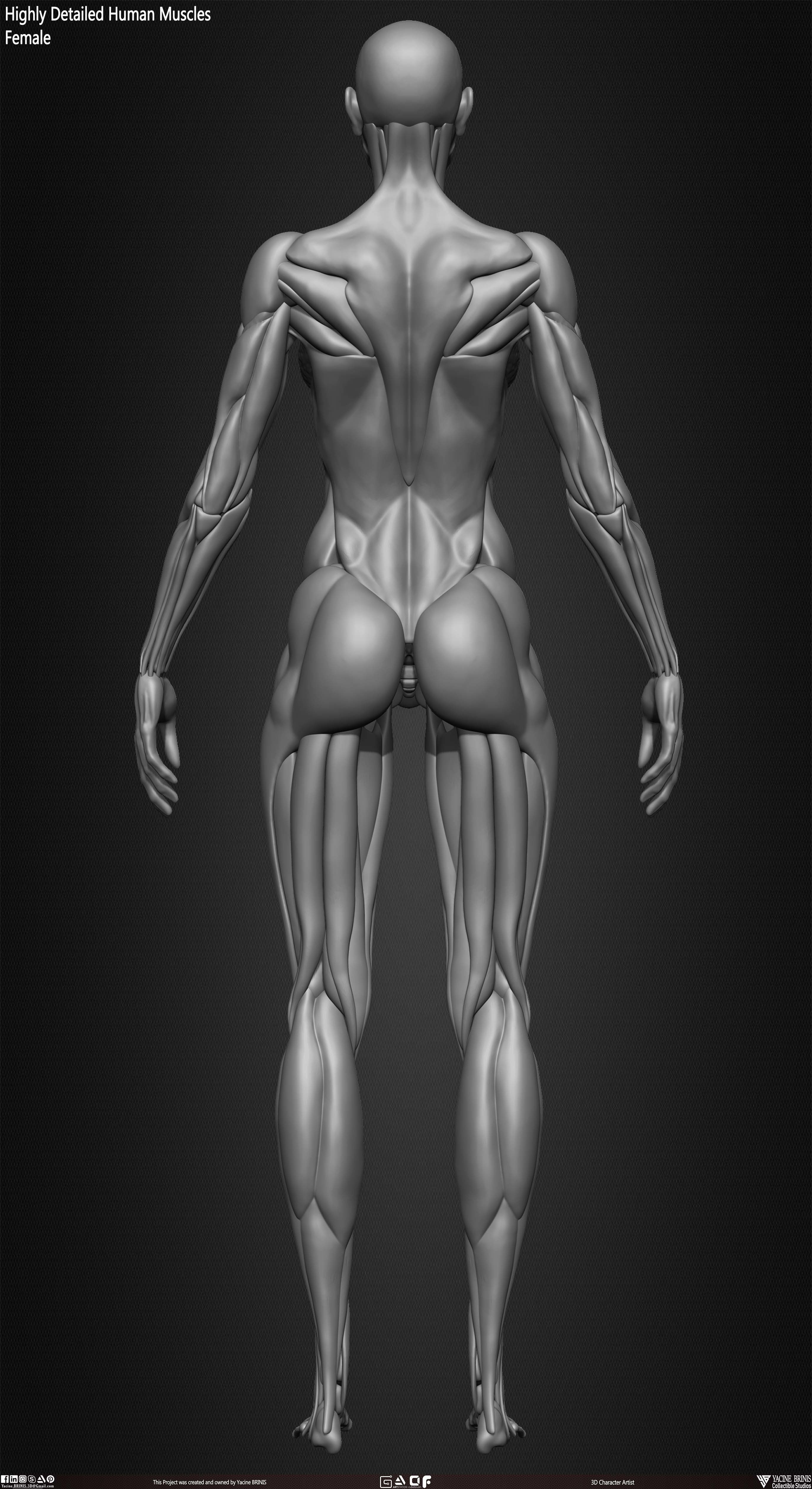 Highly Detailed Human Female Muscles Low-poly 3D model_23