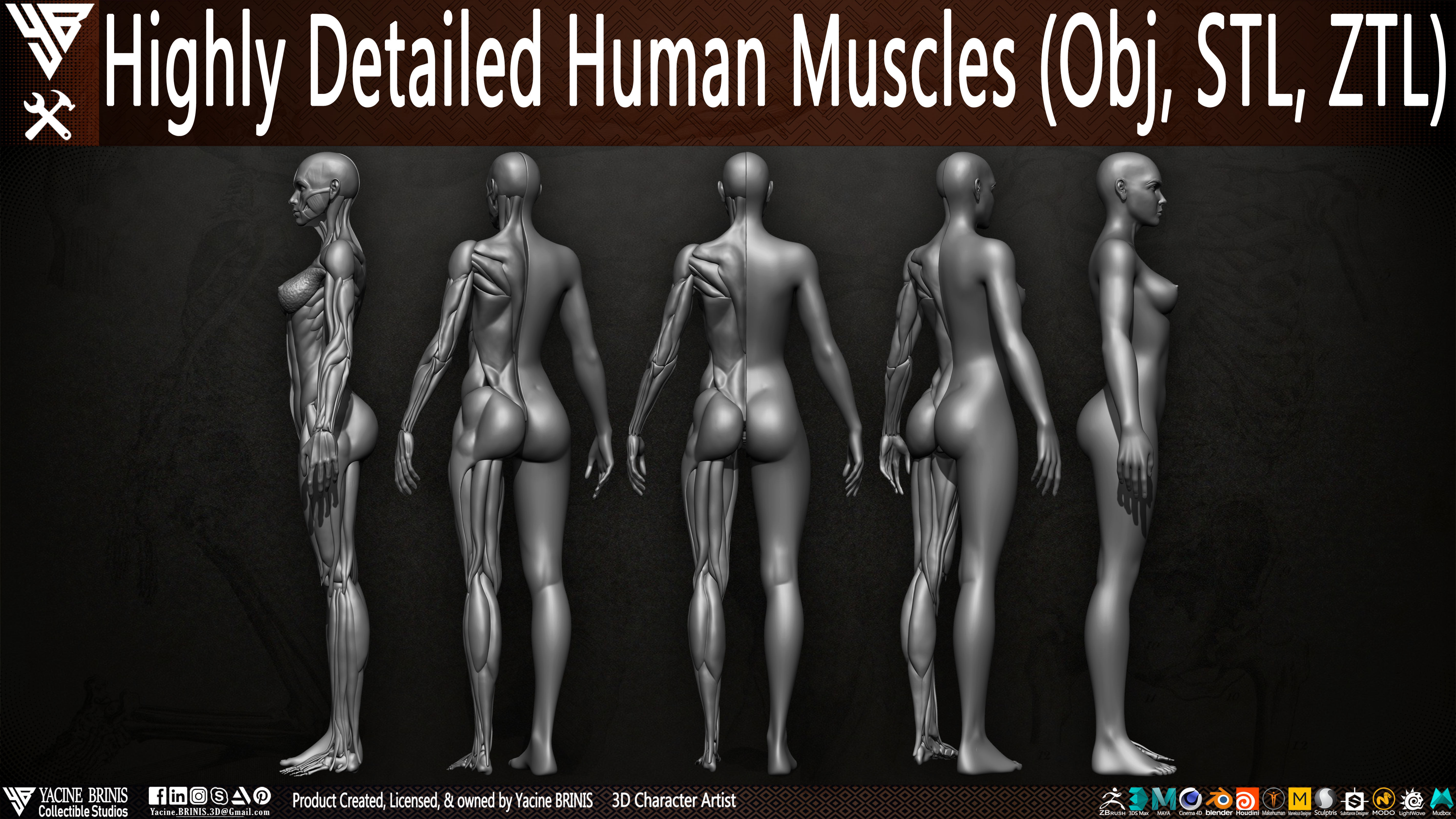 Highly Detailed Human Female Muscles Low-poly 3D model_3