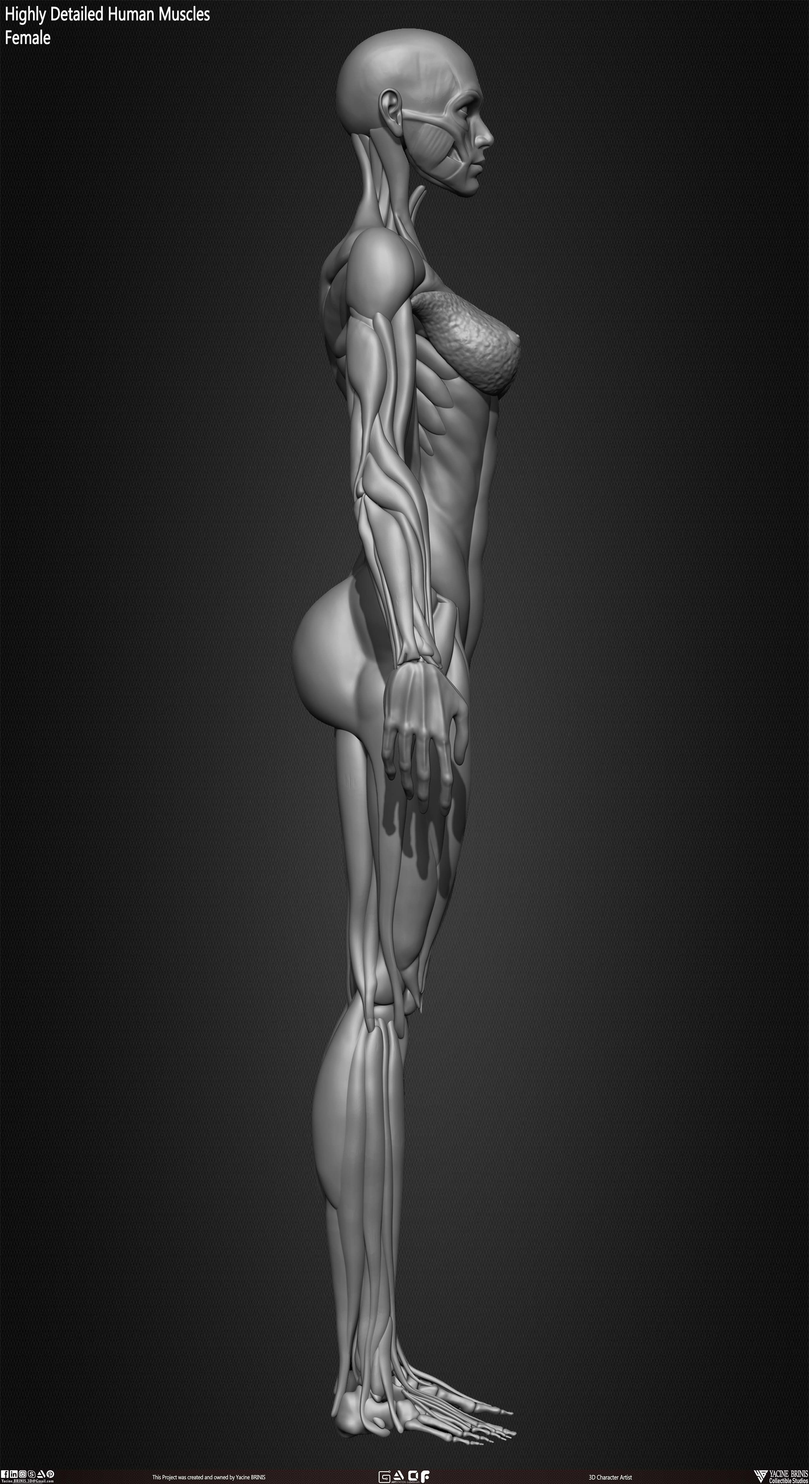 Highly Detailed Human Female Muscles Low-poly 3D model_25