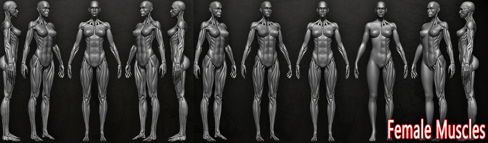 Highly Detailed Human Female Muscles Low-poly 3D model_7