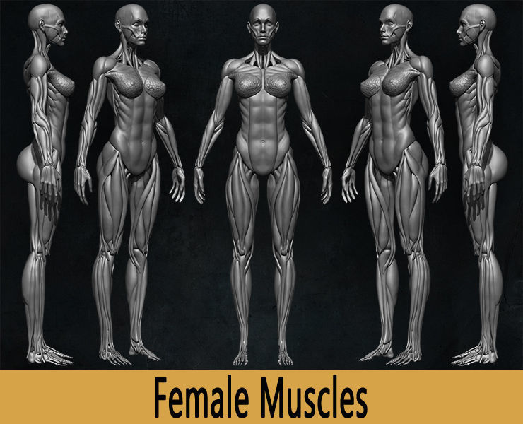 Highly Detailed Human Female Muscles Low-poly 3D model_8