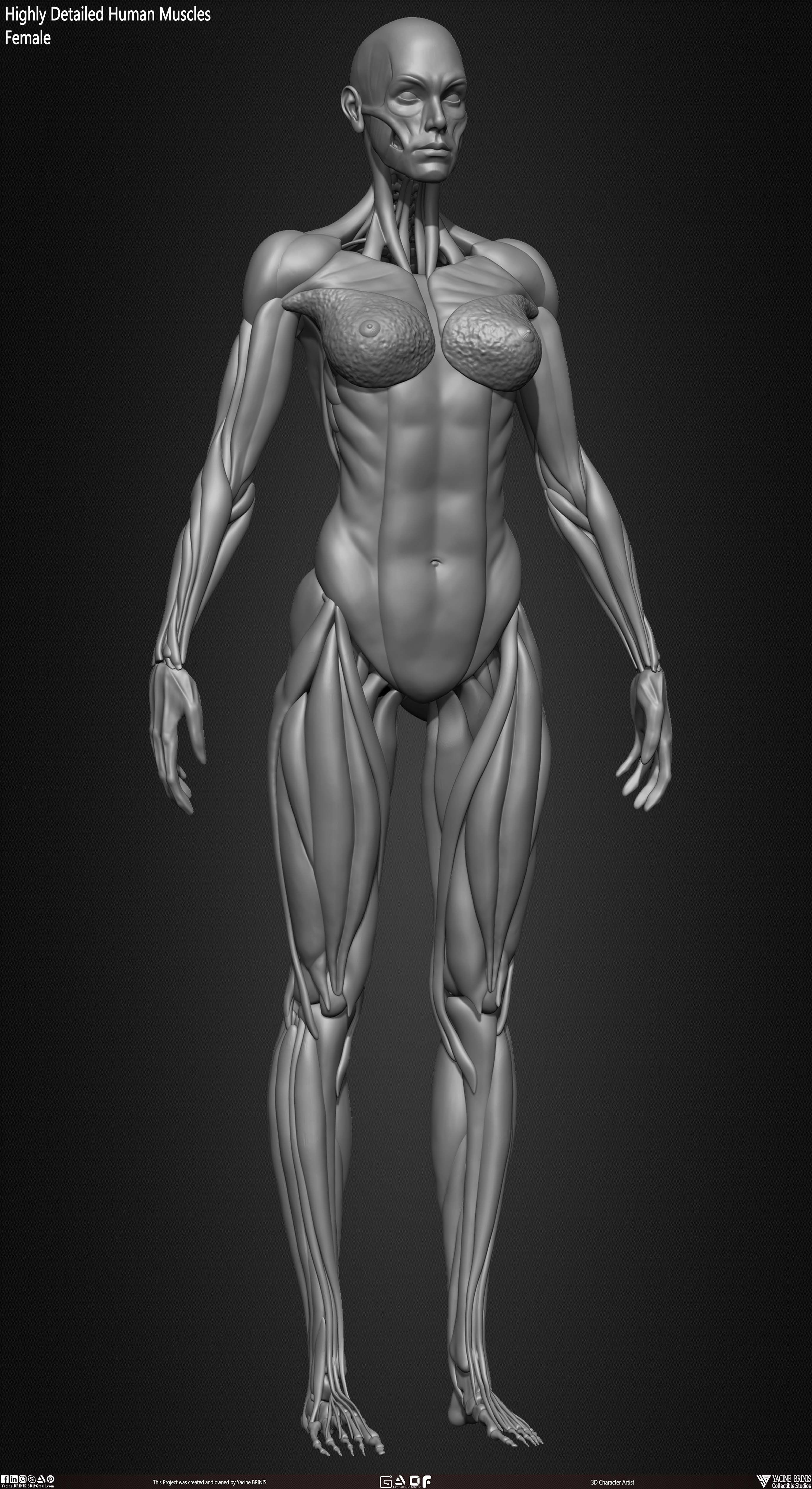 Highly Detailed Human Female Muscles Low-poly 3D model_27