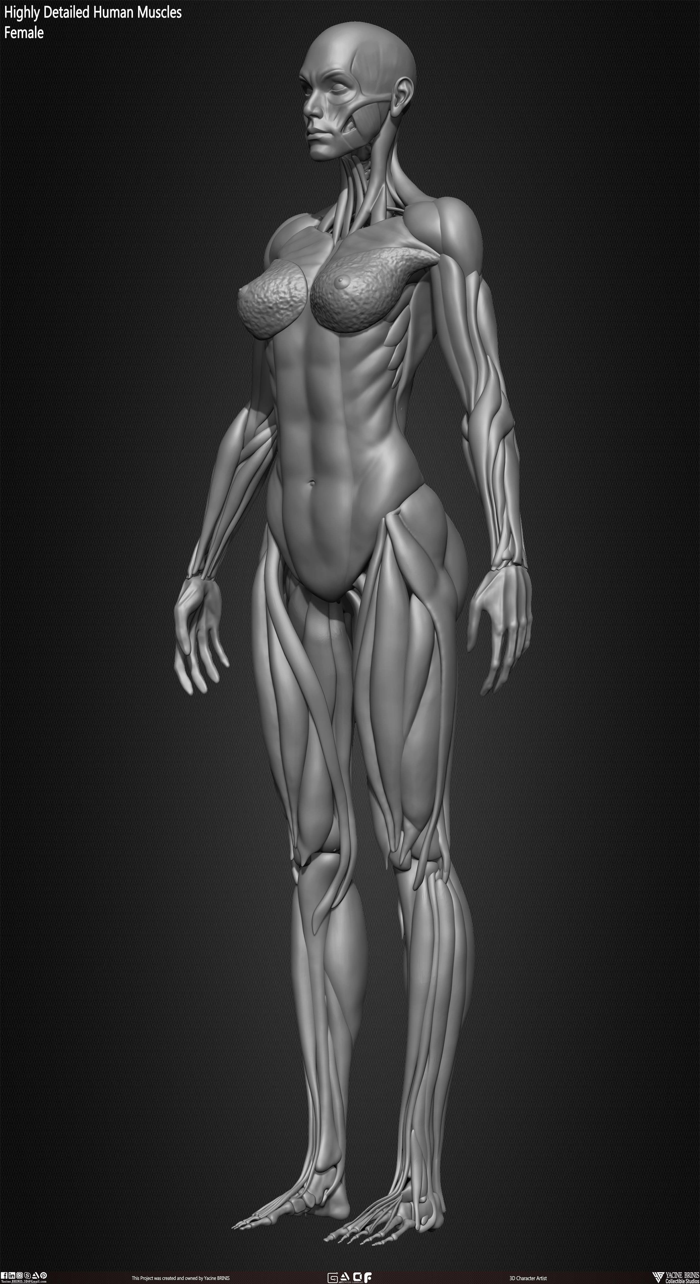 Highly Detailed Human Female Muscles Low-poly 3D model_20
