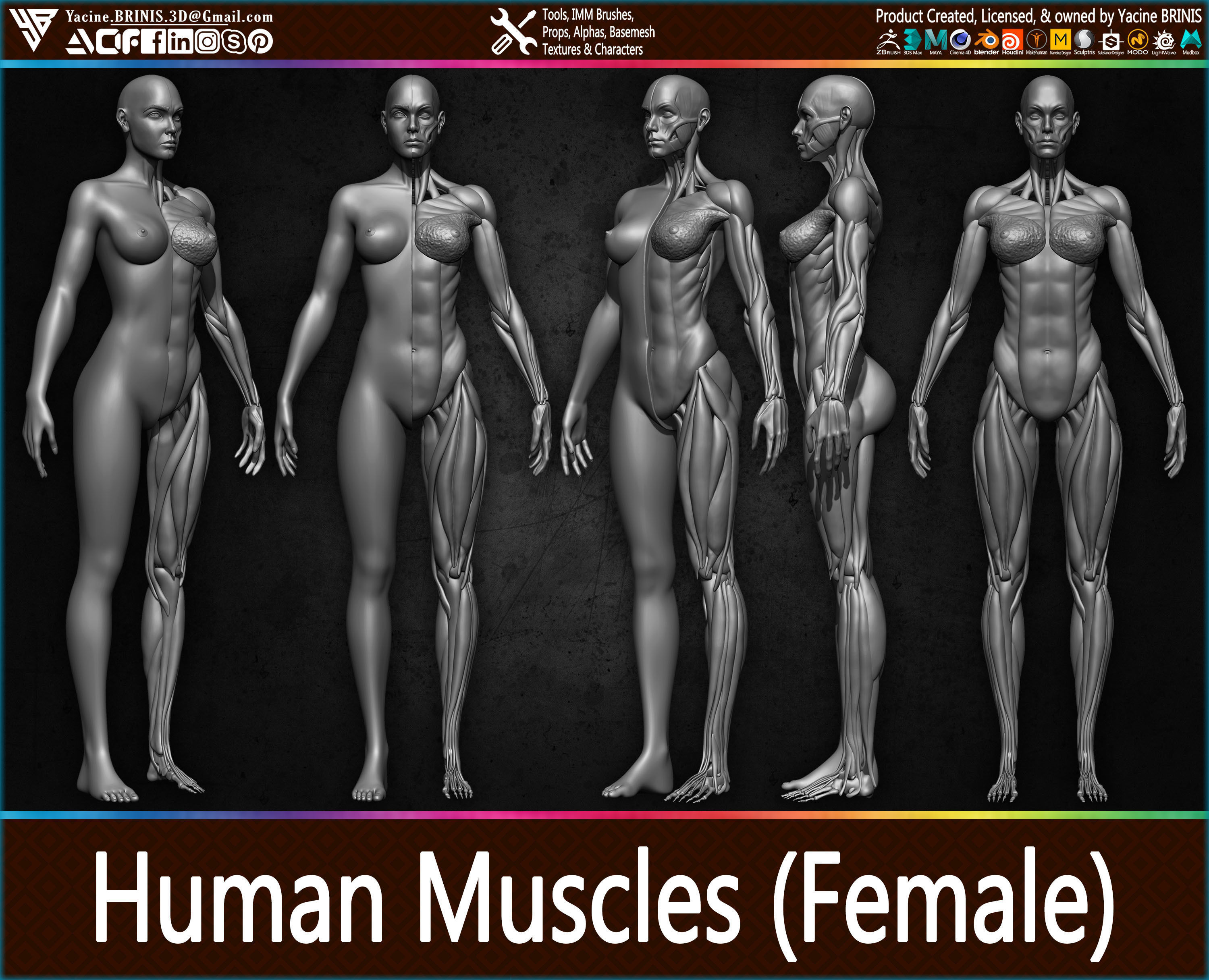 Highly Detailed Human Female Muscles Low-poly 3D model_9