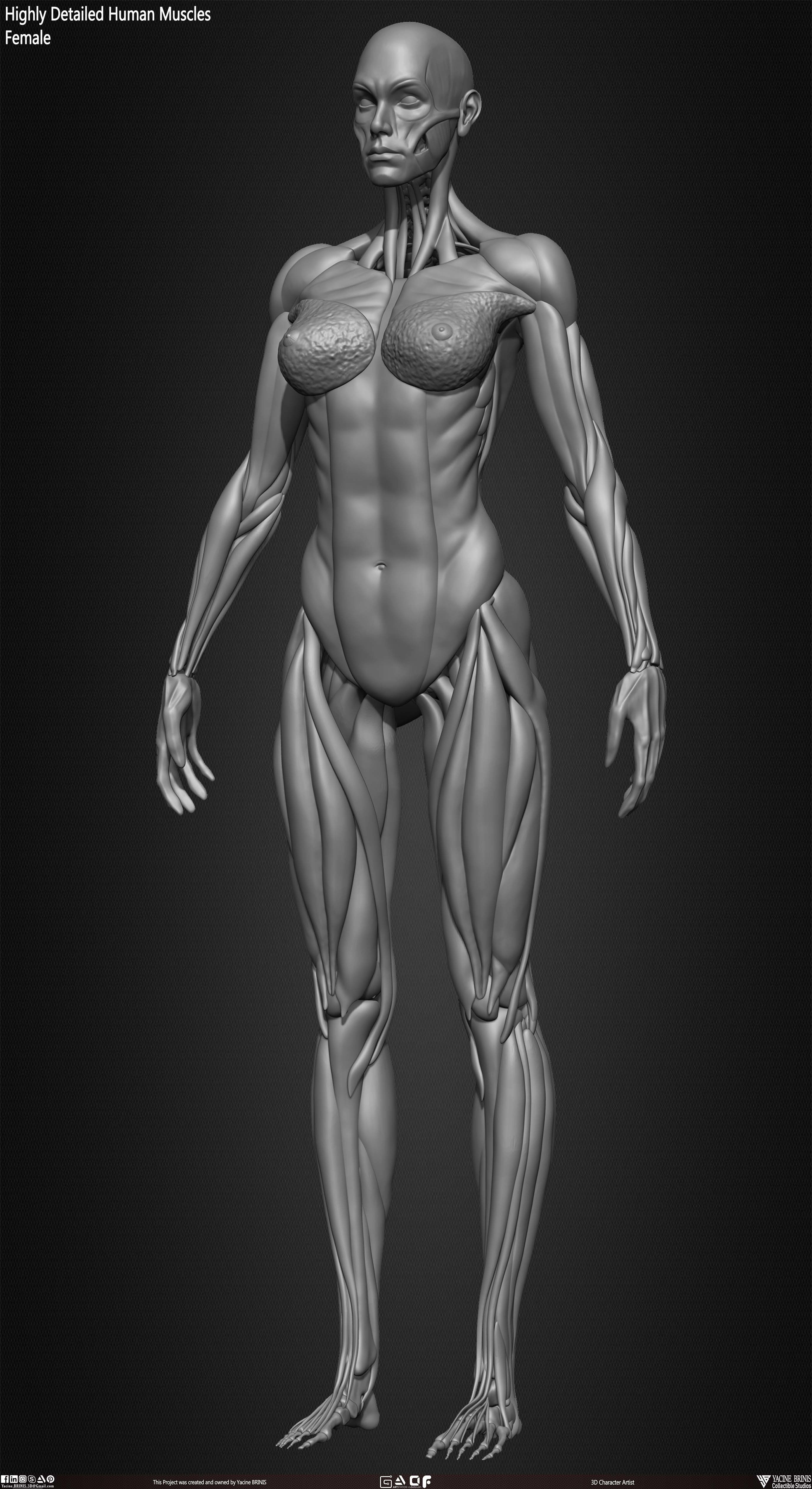 Highly Detailed Human Female Muscles Low-poly 3D model_28
