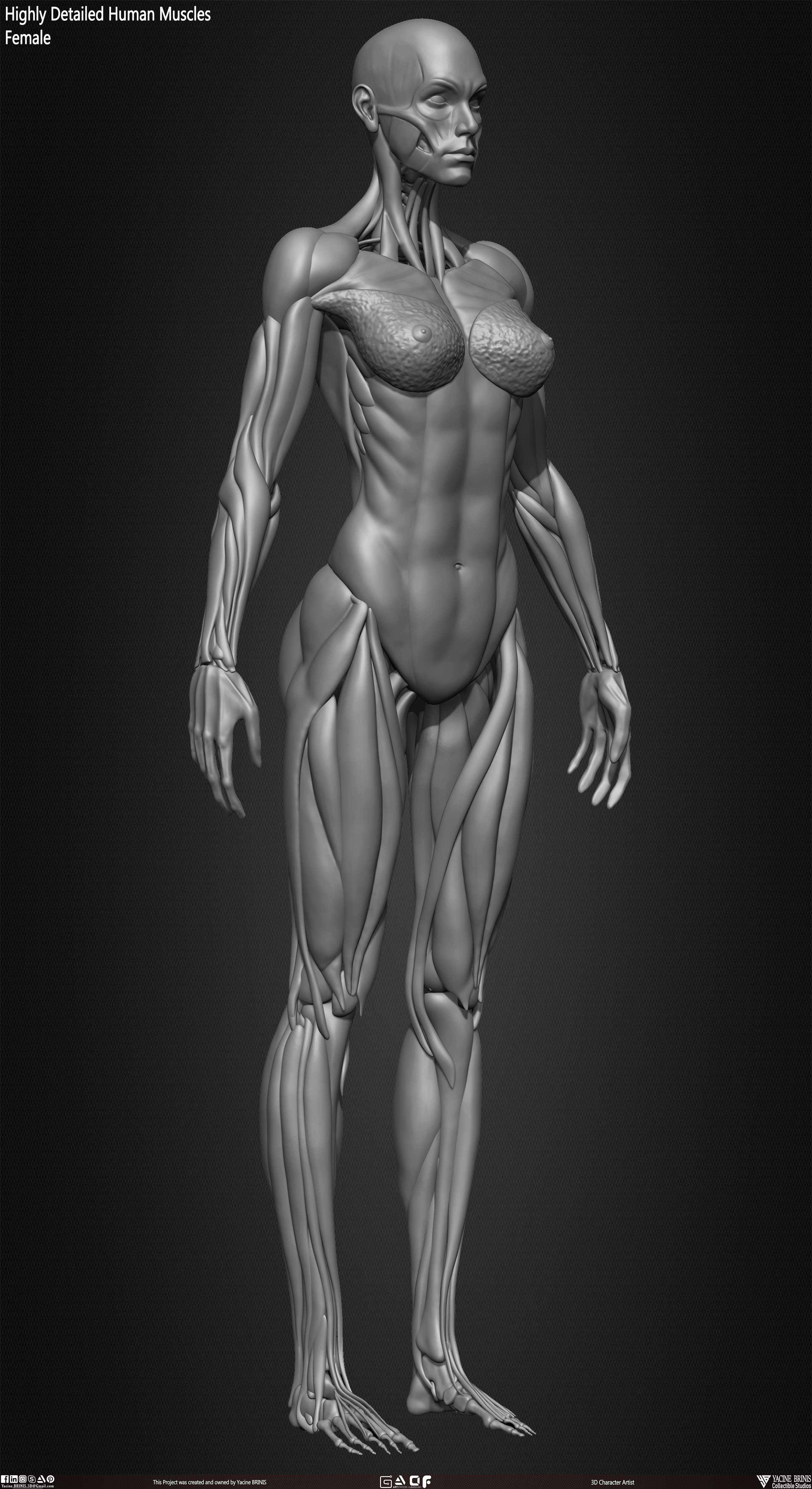 Highly Detailed Human Female Muscles Low-poly 3D model_26
