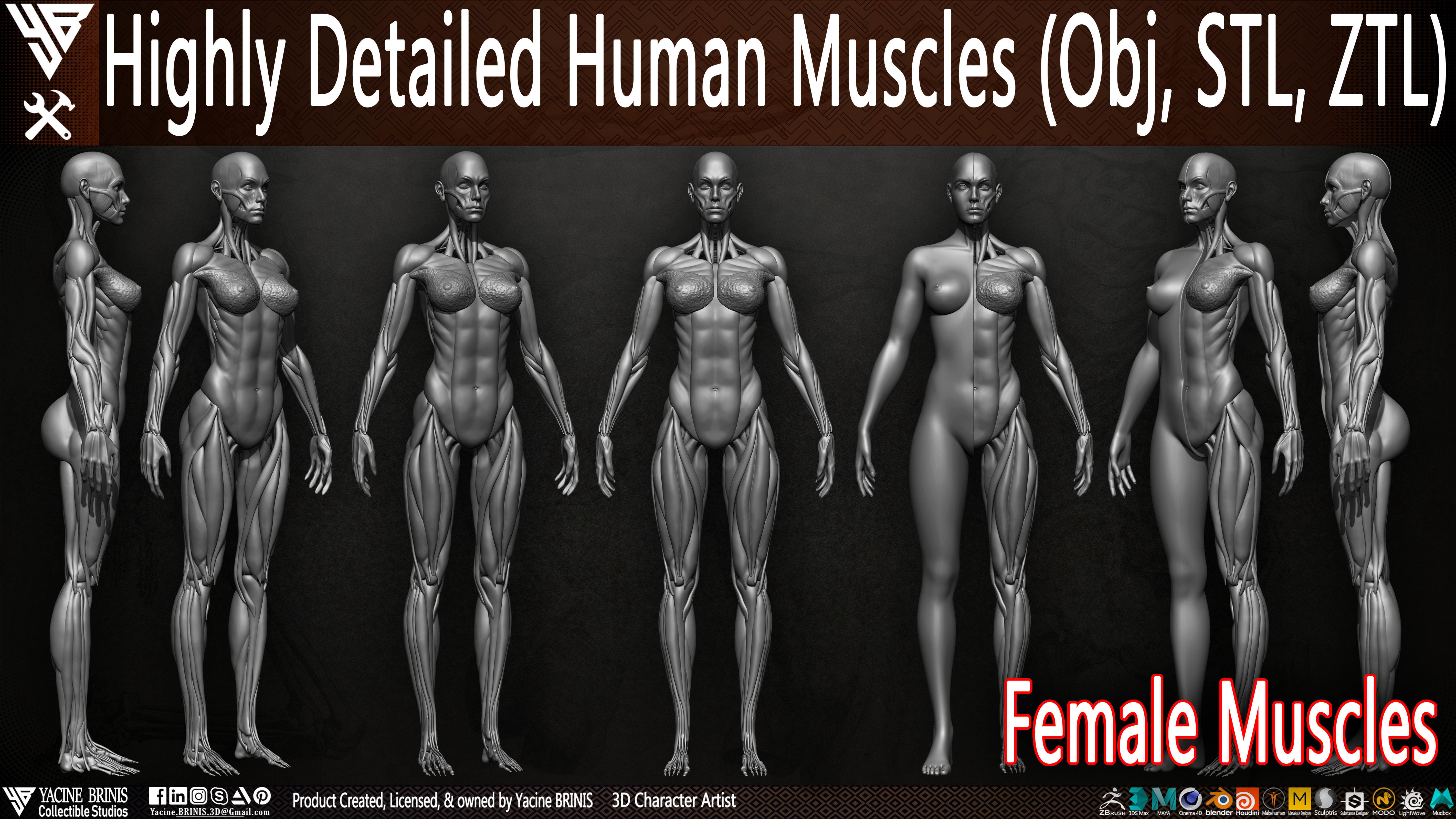 Highly Detailed Human Female Muscles Low-poly 3D model_1