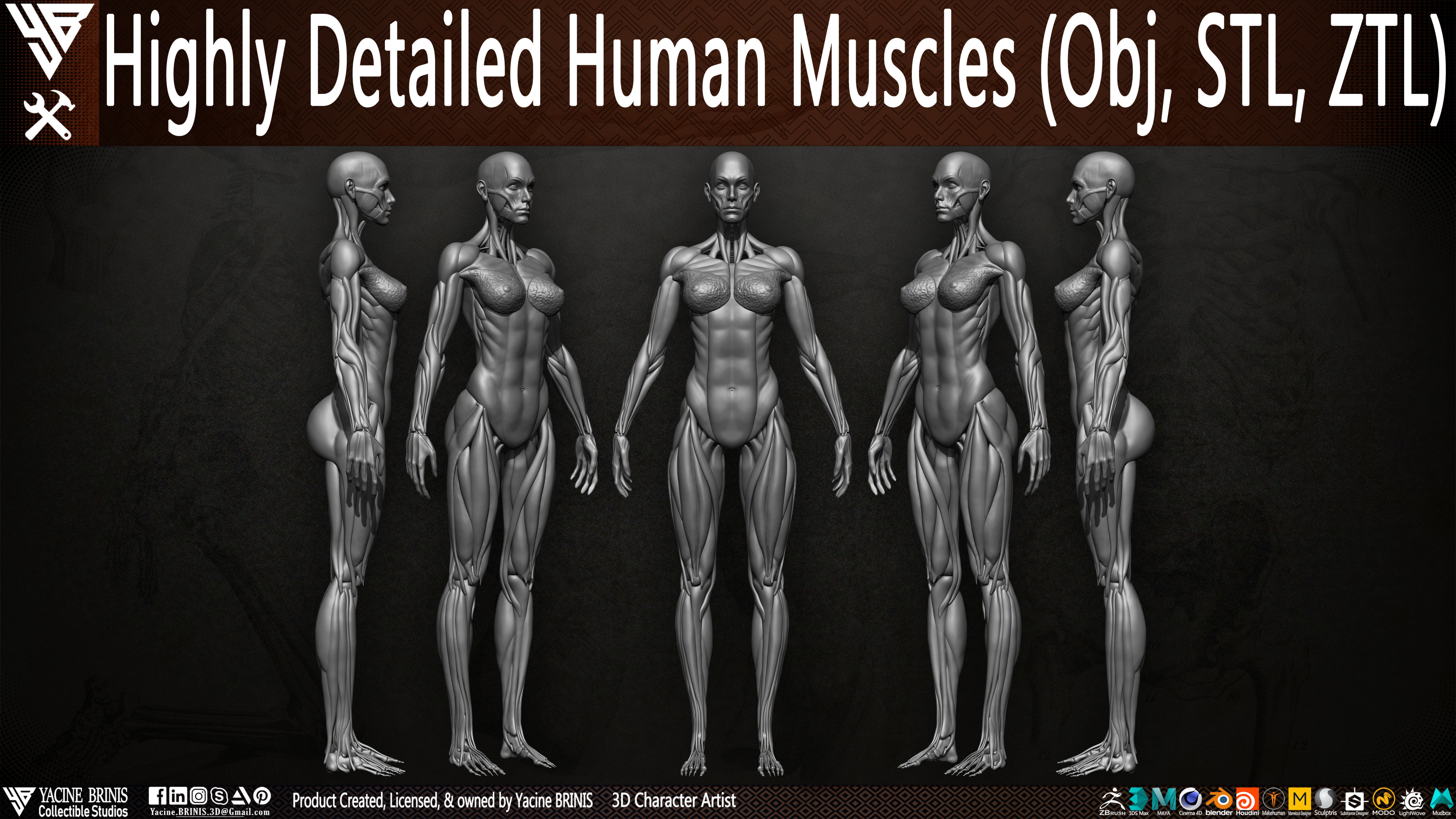 Highly Detailed Human Female Muscles Low-poly 3D model_4