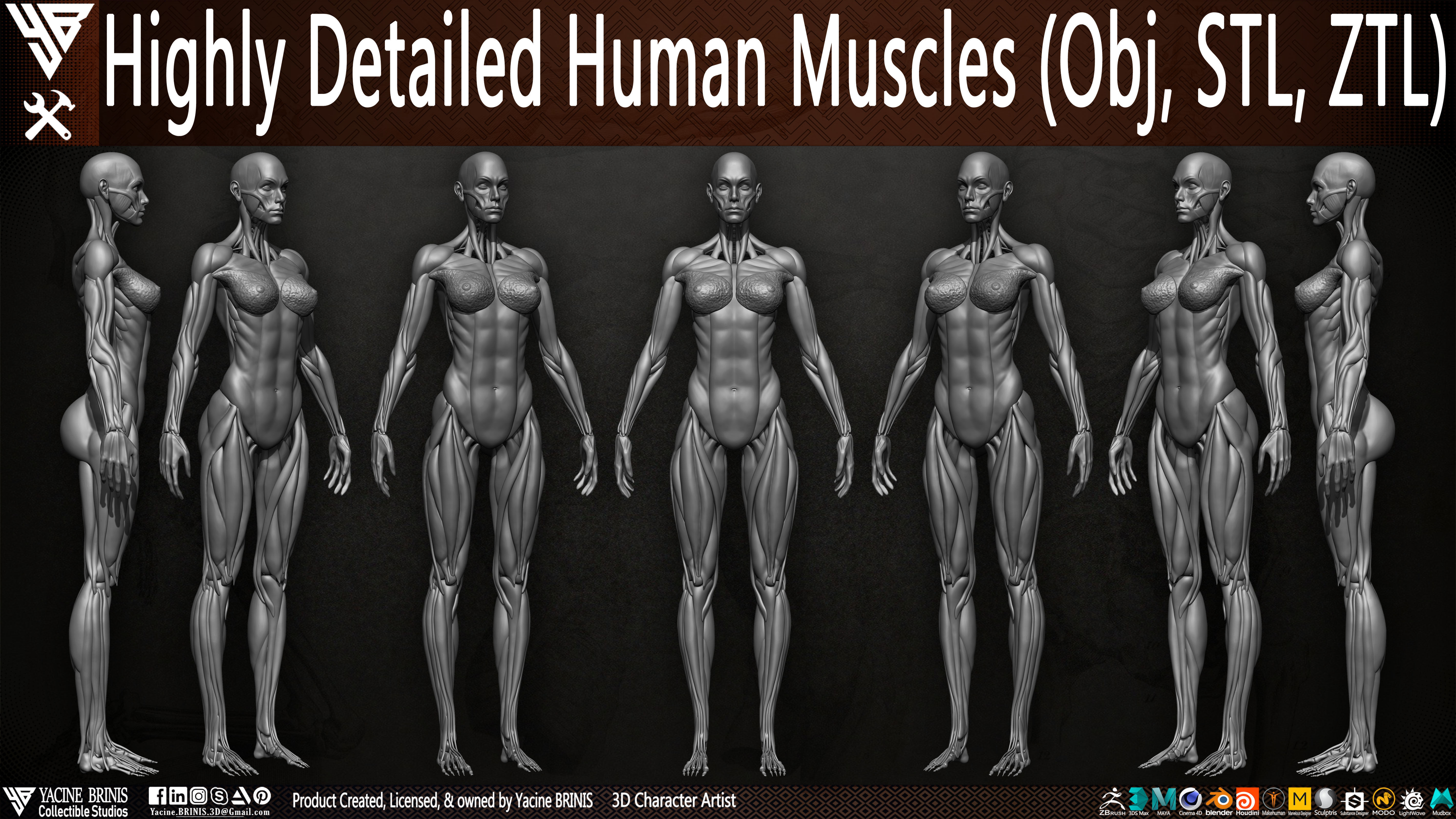 Highly Detailed Human Female Muscles Low-poly 3D model_6