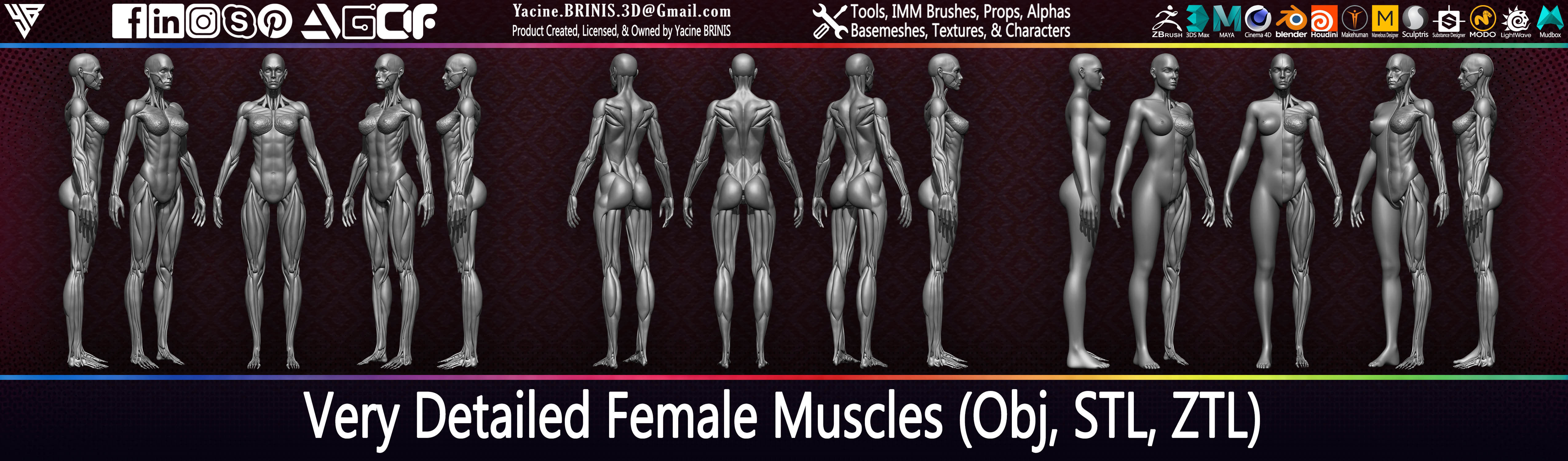 Highly Detailed Human Female Muscles Low-poly 3D model_10
