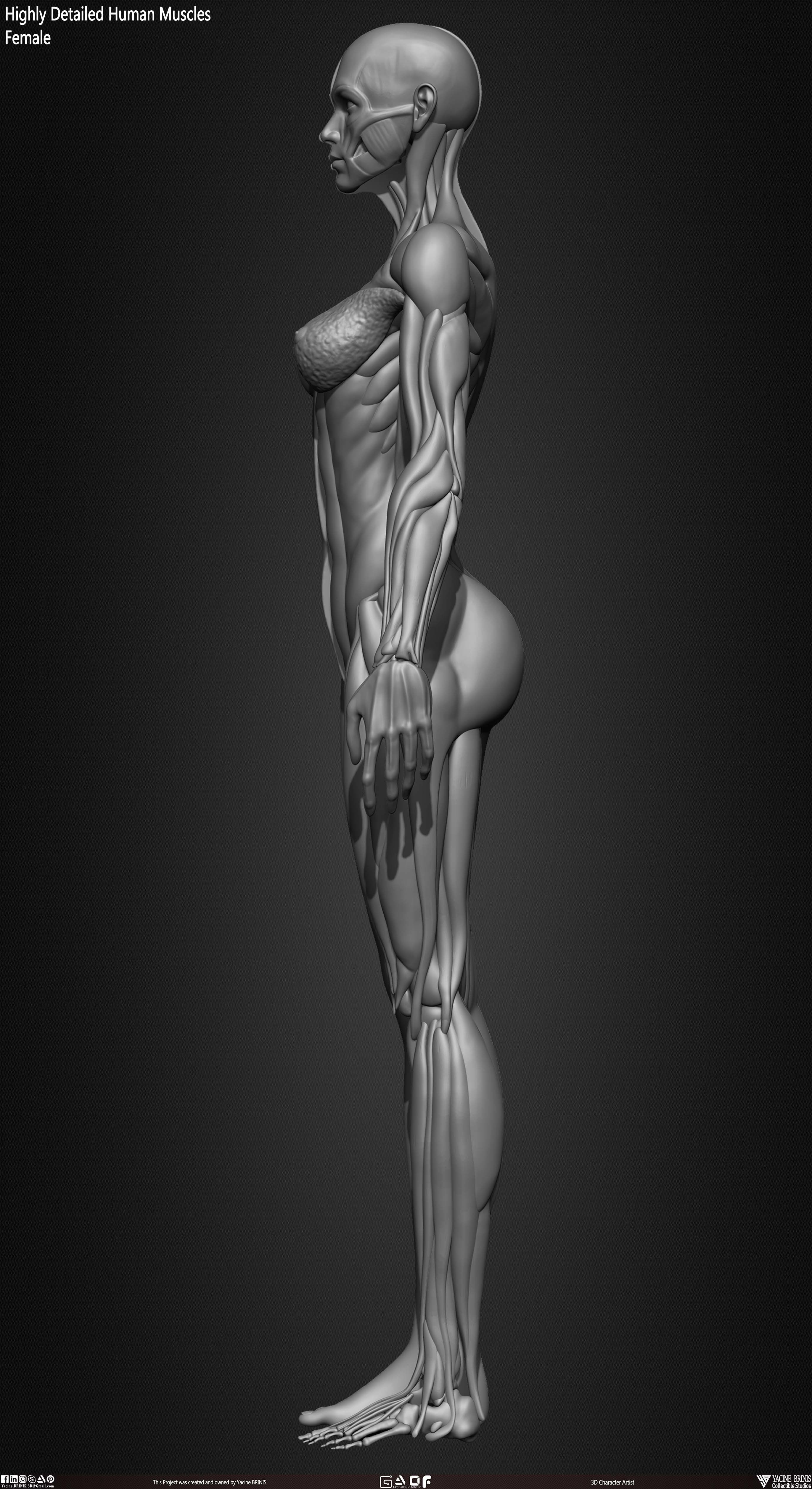 Highly Detailed Human Female Muscles Low-poly 3D model_13