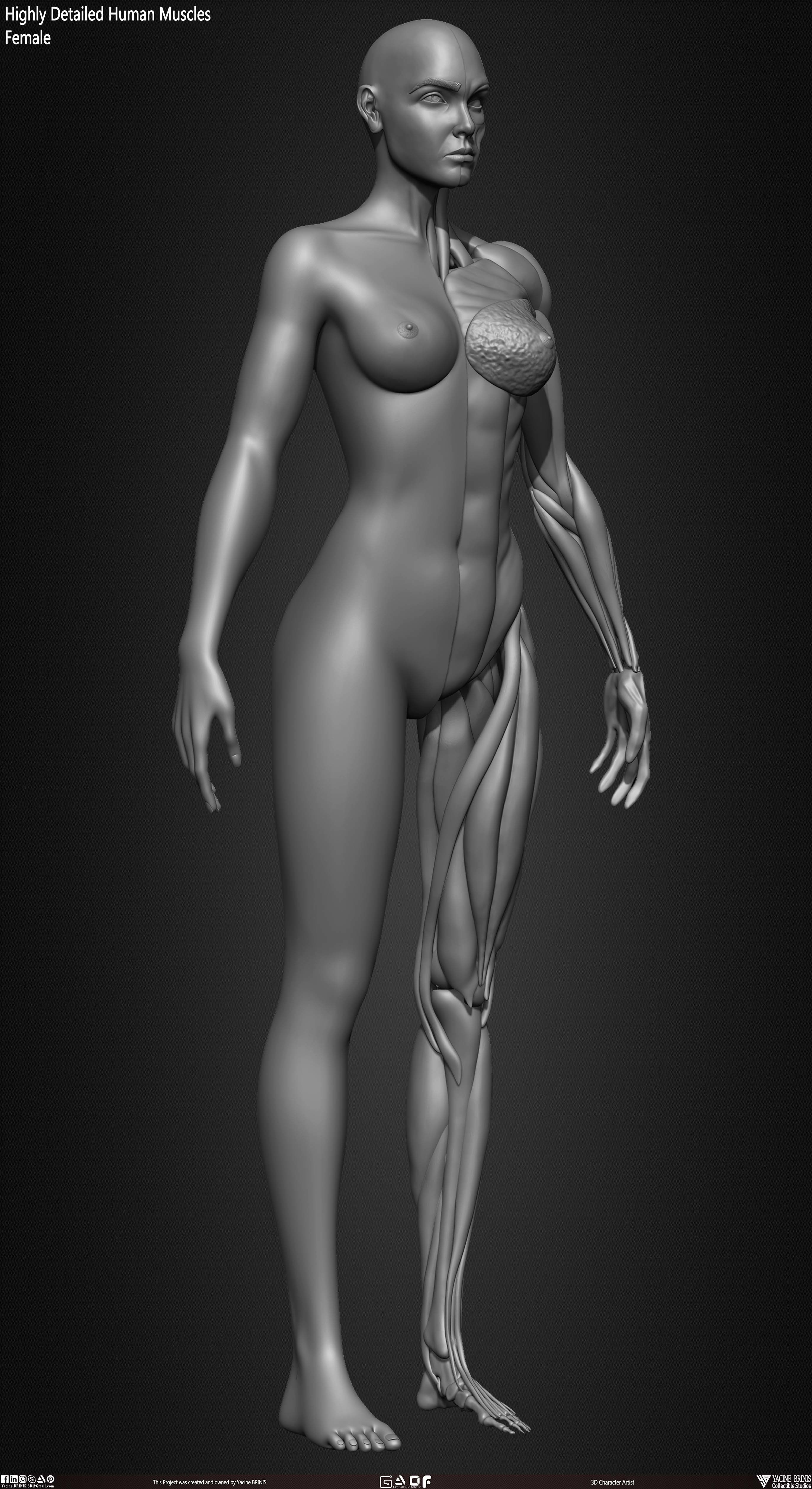 Highly Detailed Human Female Muscles Low-poly 3D model_18