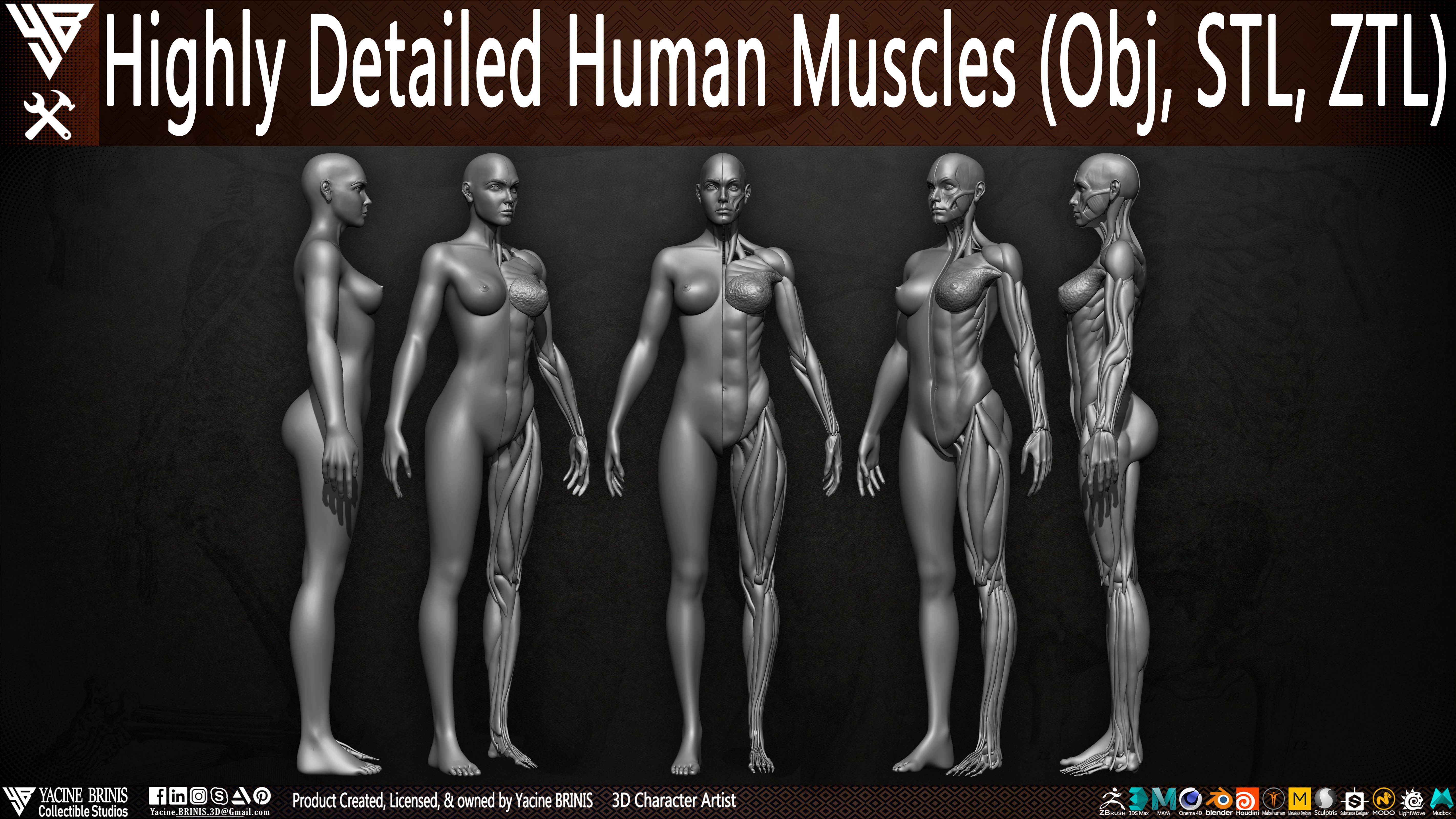 Highly Detailed Human Female Muscles Low-poly 3D model_2