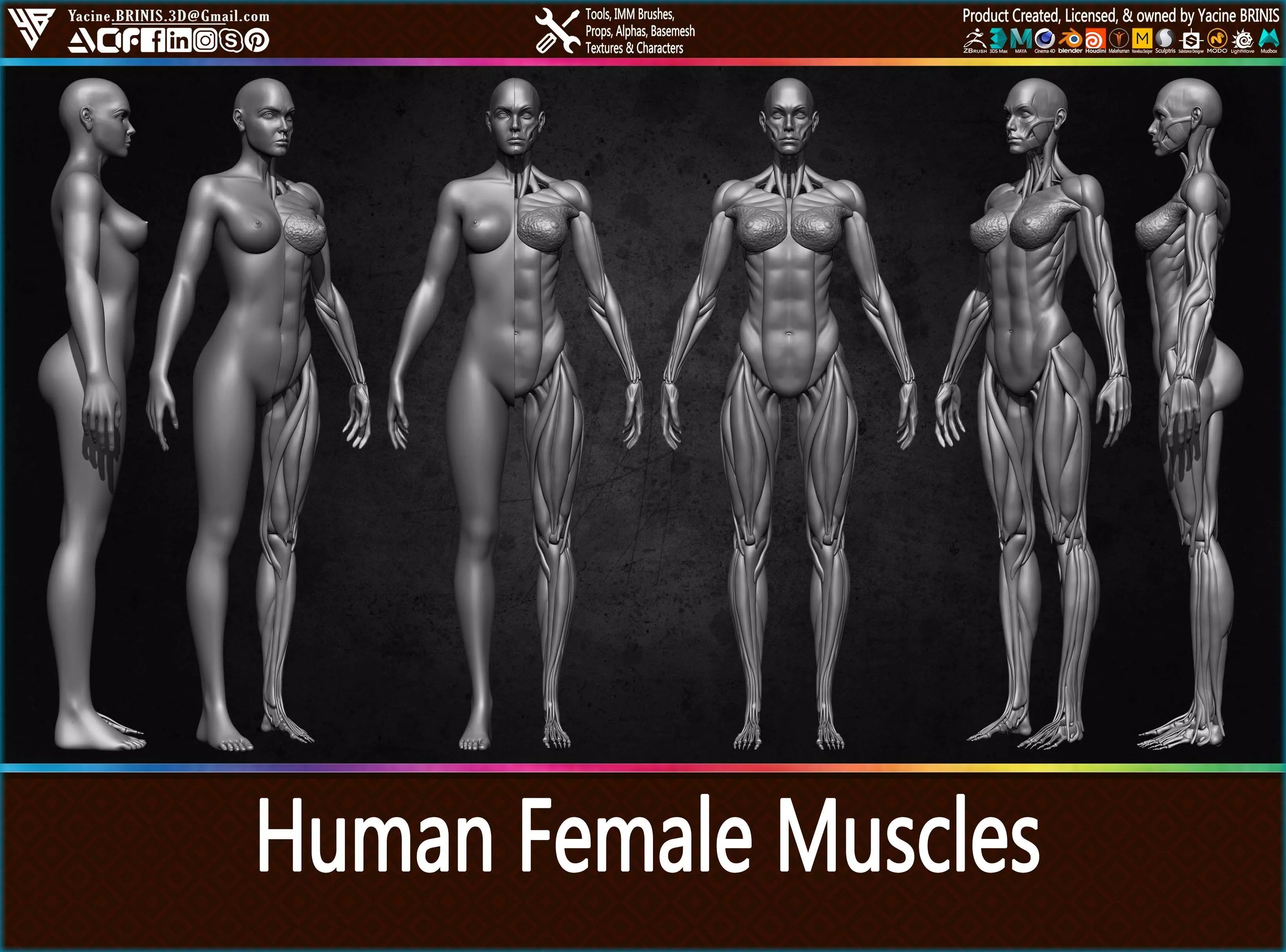Highly Detailed Human Female Muscles Low-poly 3D model_0