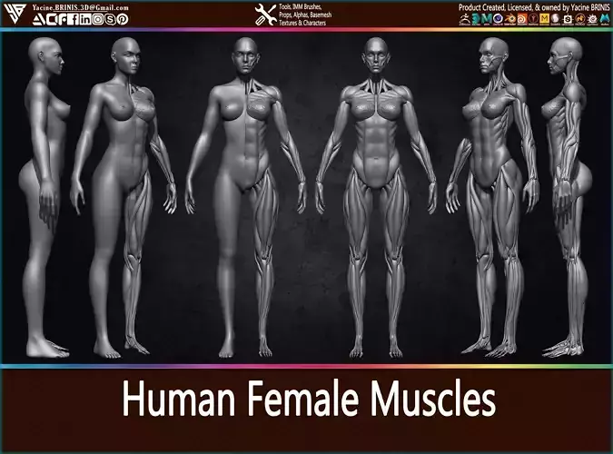 Highly Detailed Human Female Muscles Low-poly 3D model