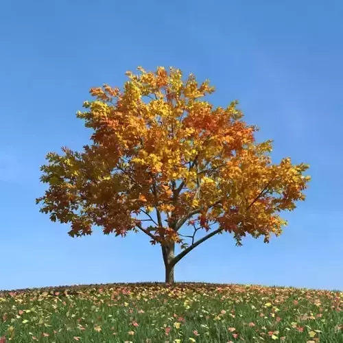 Autumn Leafy Tree Changing